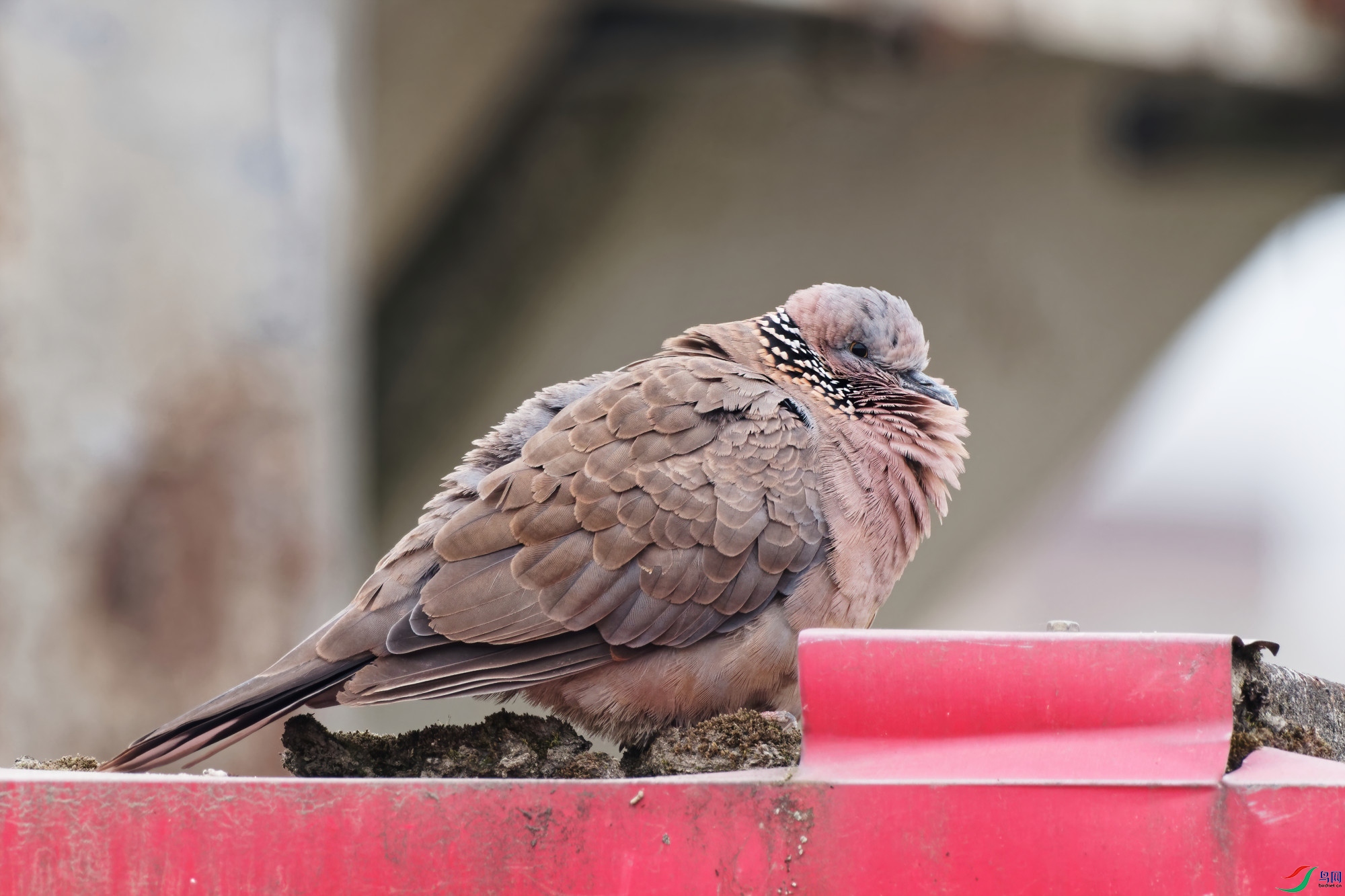 P4090019_DxO-d2.jpg
