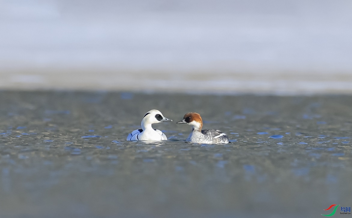 ��èѼ����