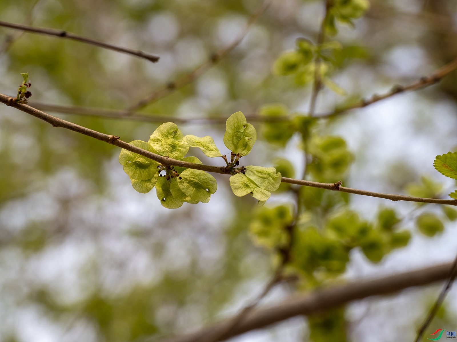 榆树也开花结籽
