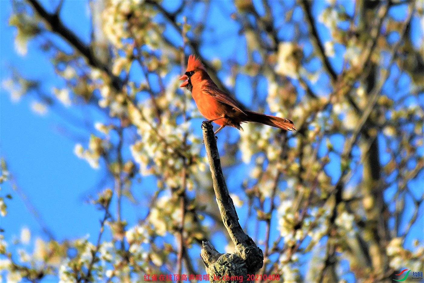 红雀在枝顶高声鸣唱