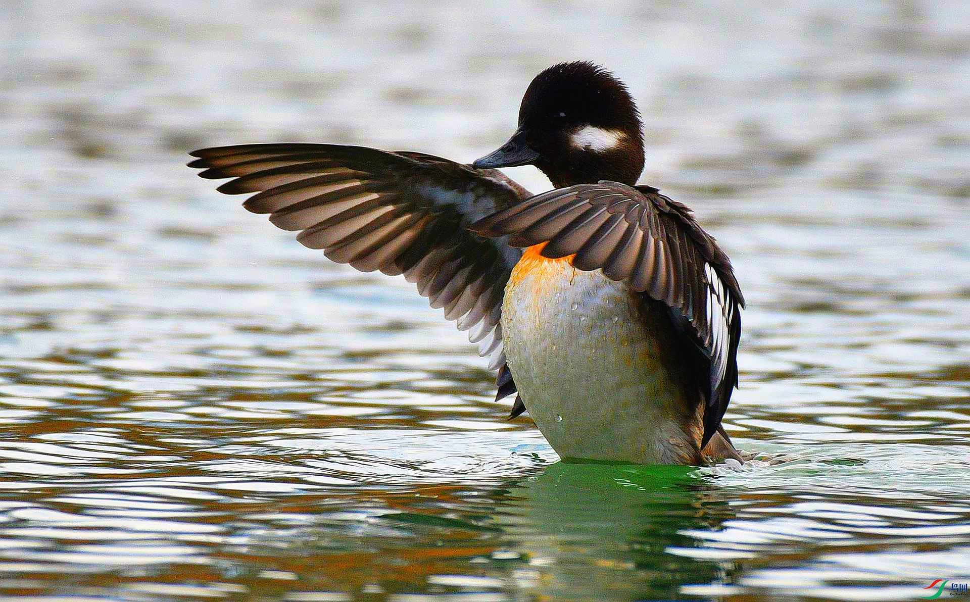 [水鸟] 【欢乐善潜---白枕鹊鸭】