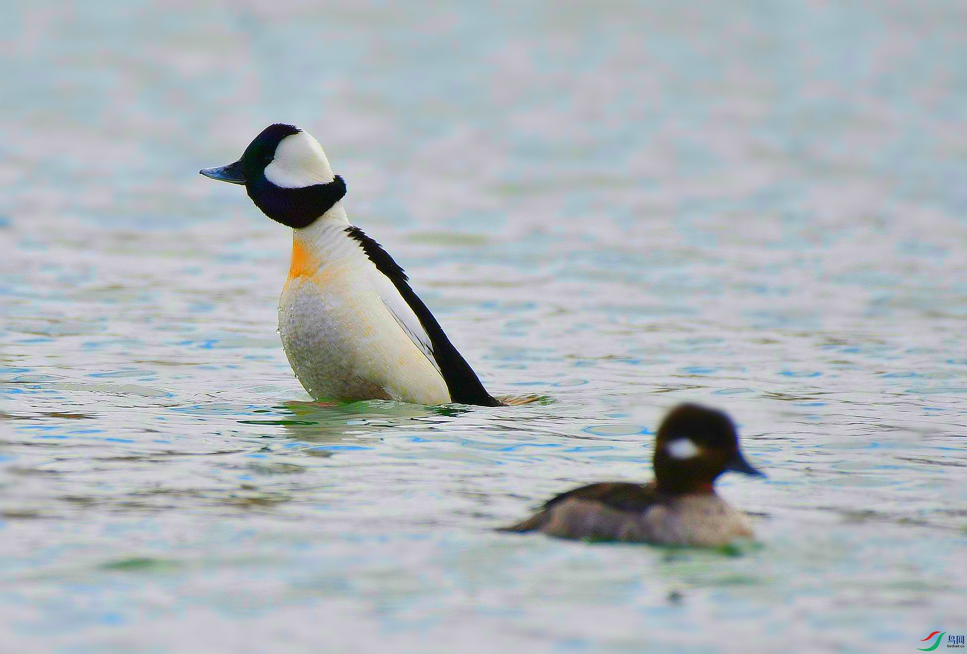 [水鸟] 【欢乐善潜---白枕鹊鸭】