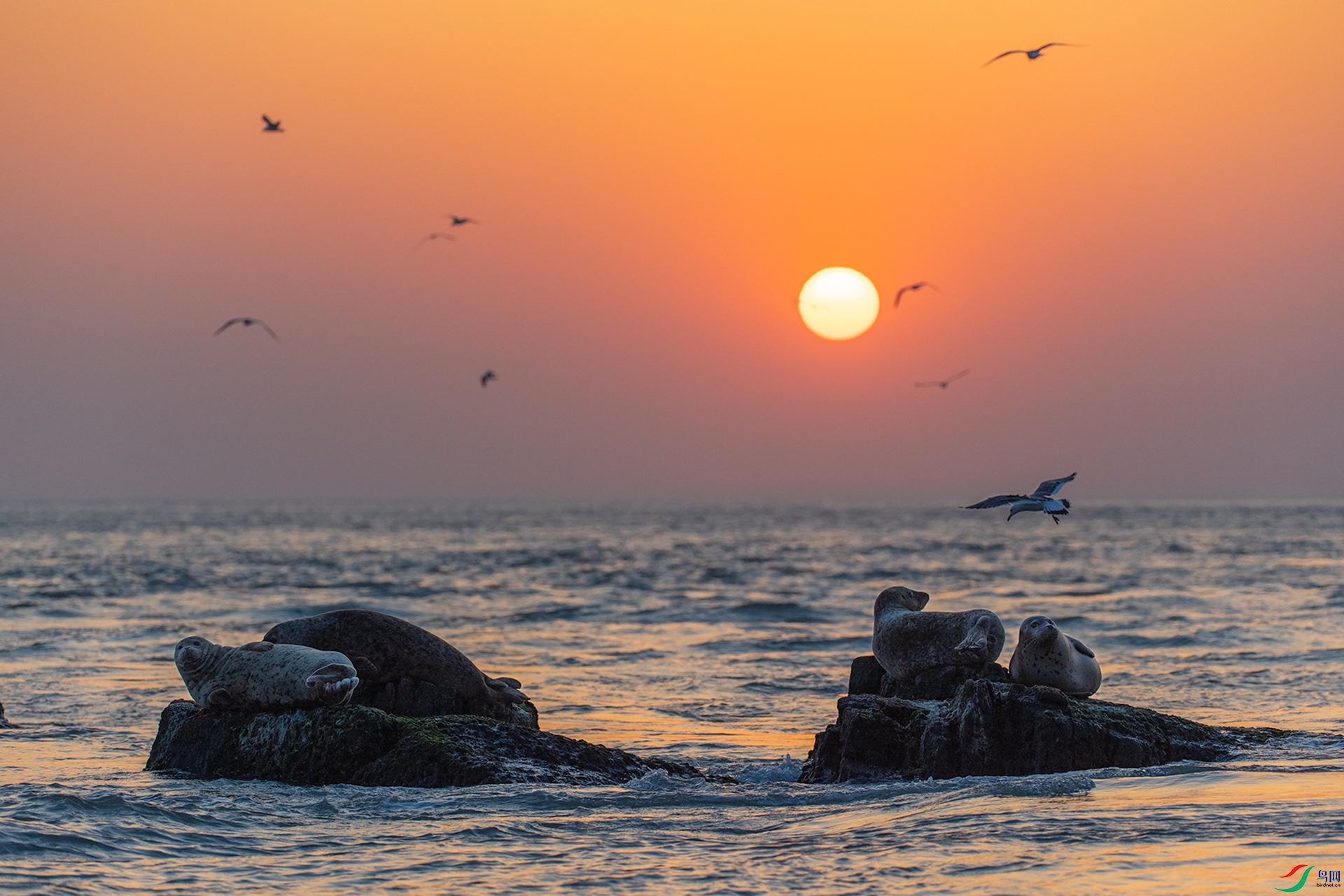 生机盎然渤海湾