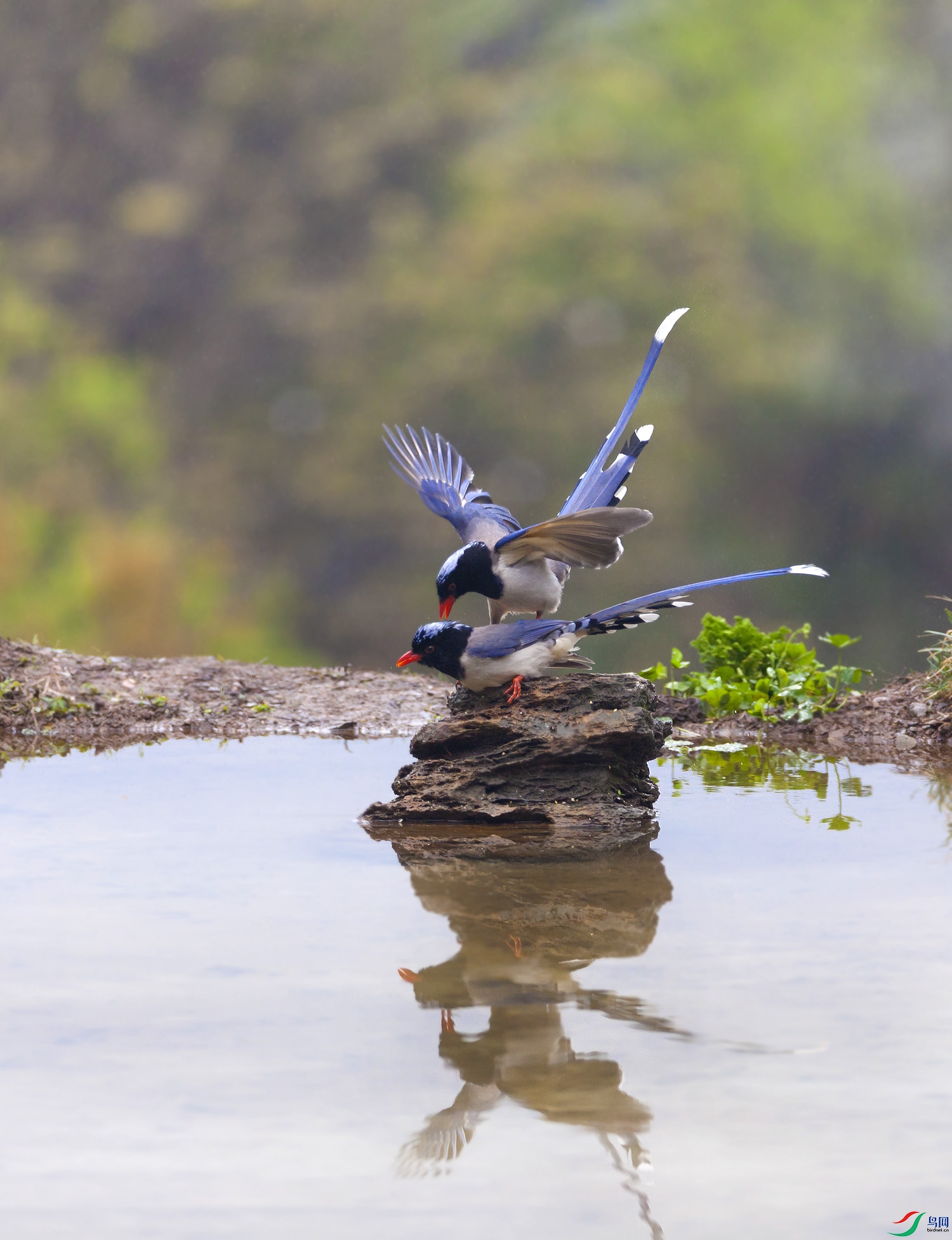 ������ȵ