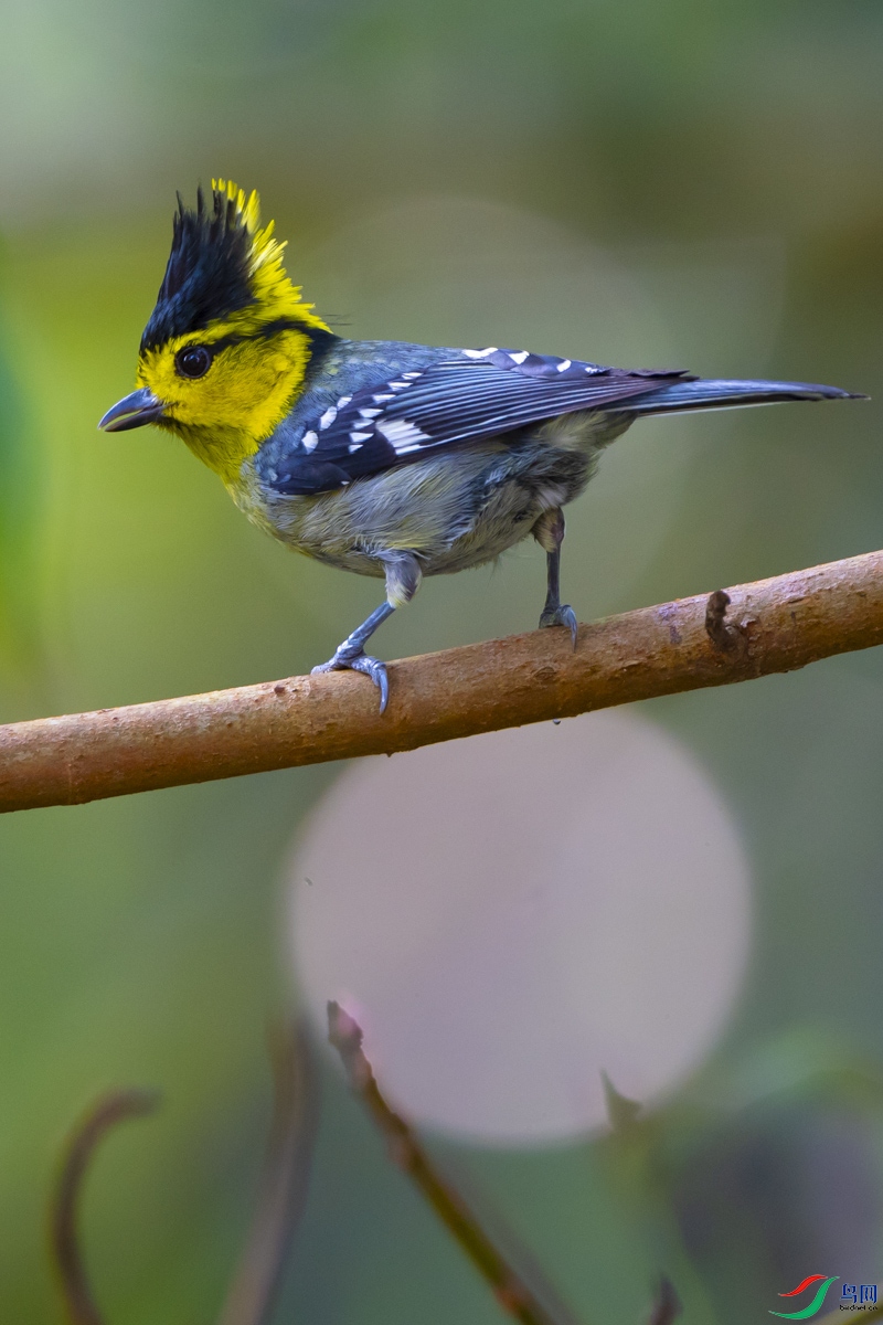 白石山黄颊山雀