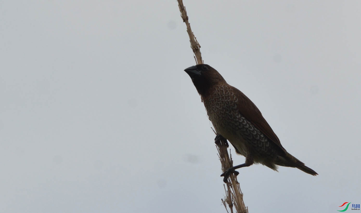 DSC_21461.jpg