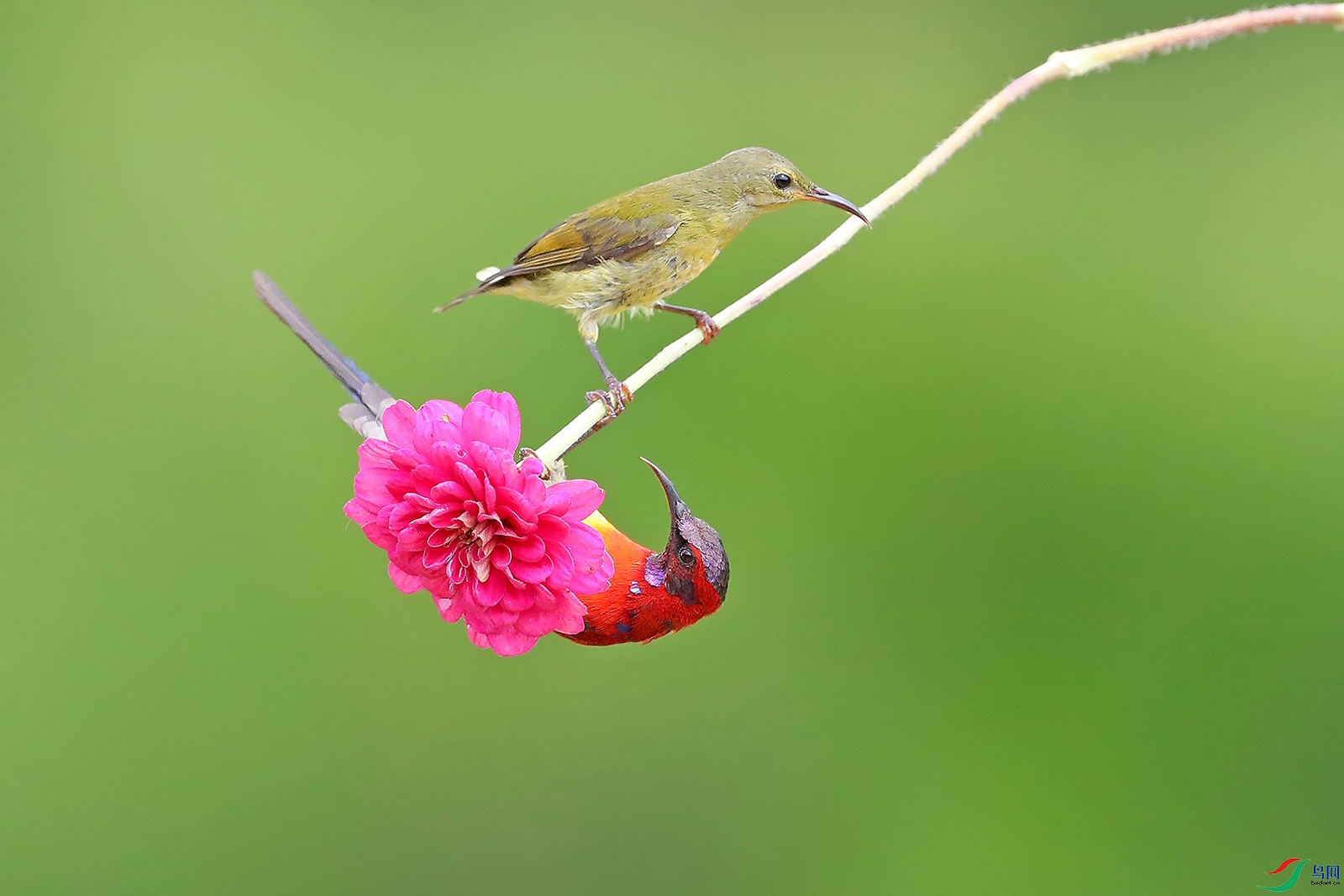 本帖最后由 虫朋鸟友 于 2021-4-12 11:40 编辑  点赞14 微信