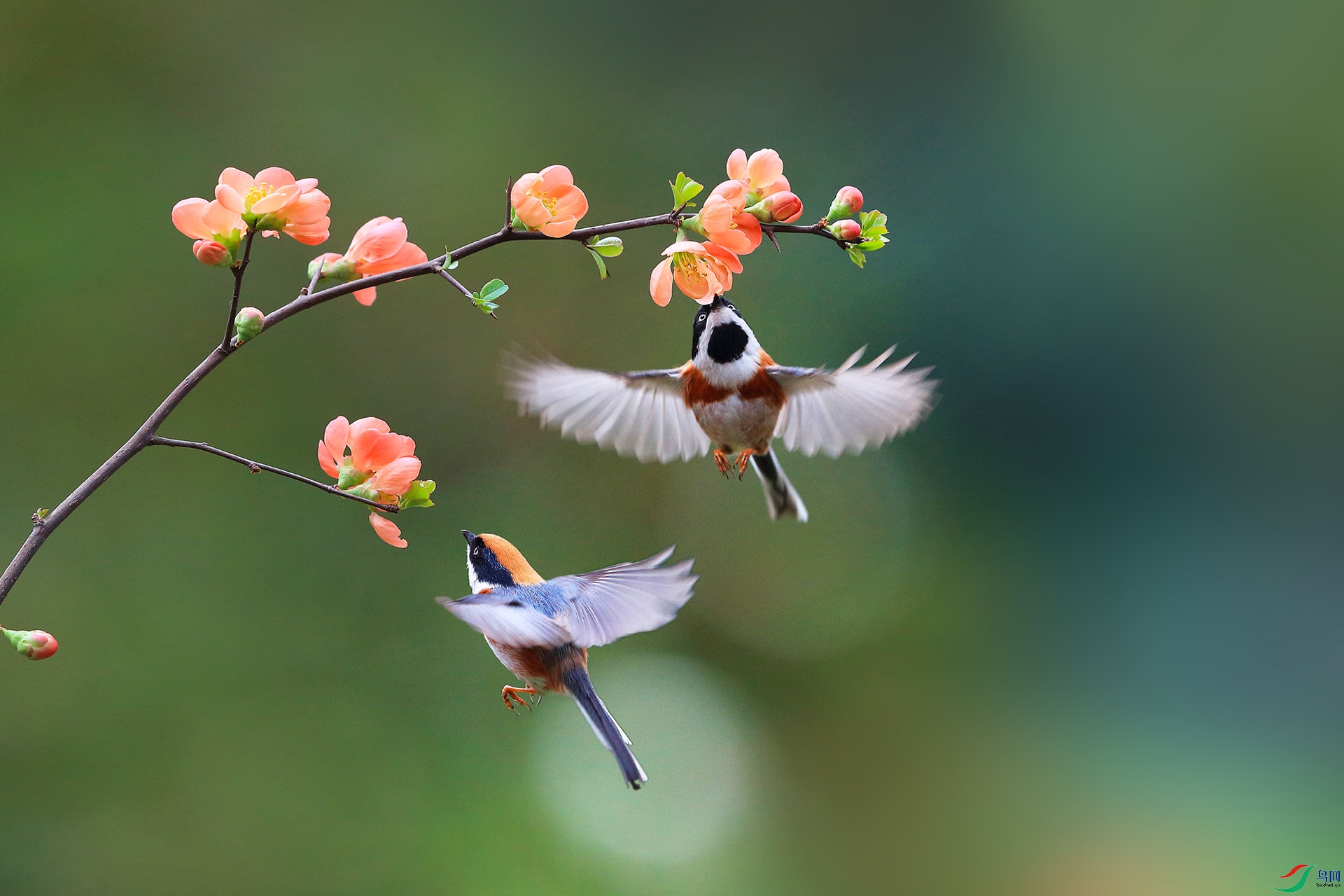 春天到了荣获本版佳作