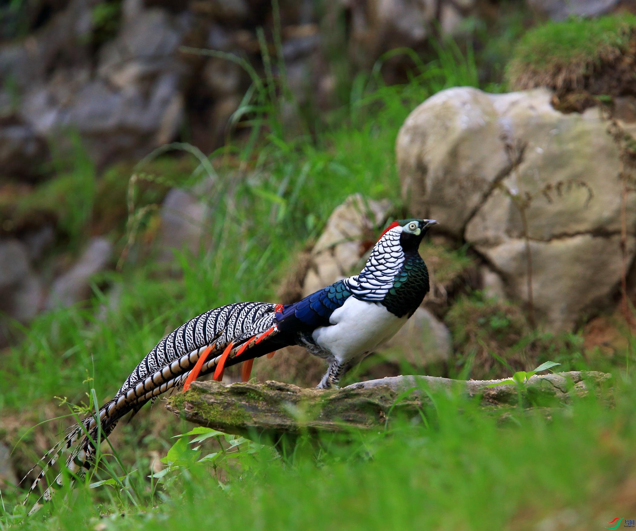 �׸�����