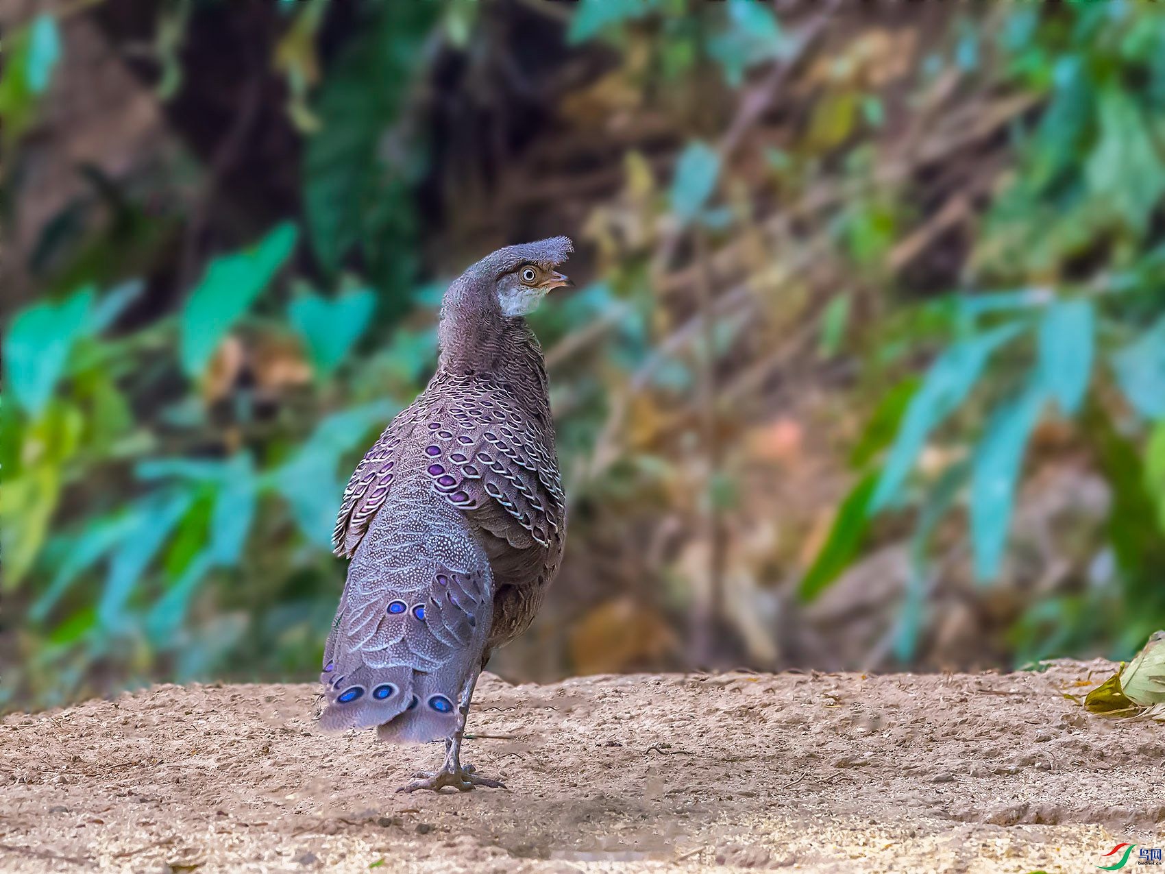 DSC_3296.jpg