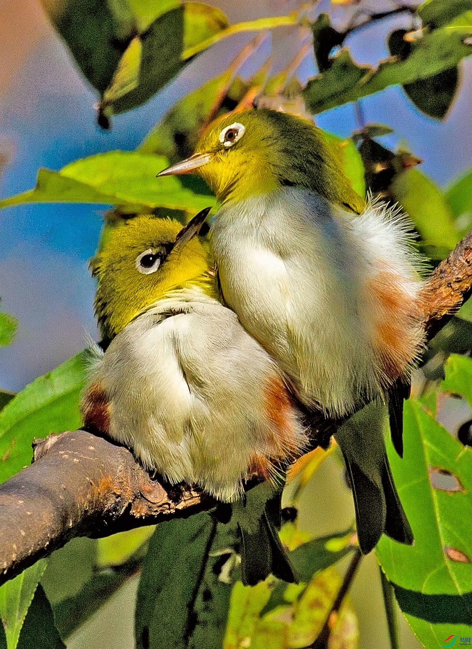 ��в�㰮 (2).jpg