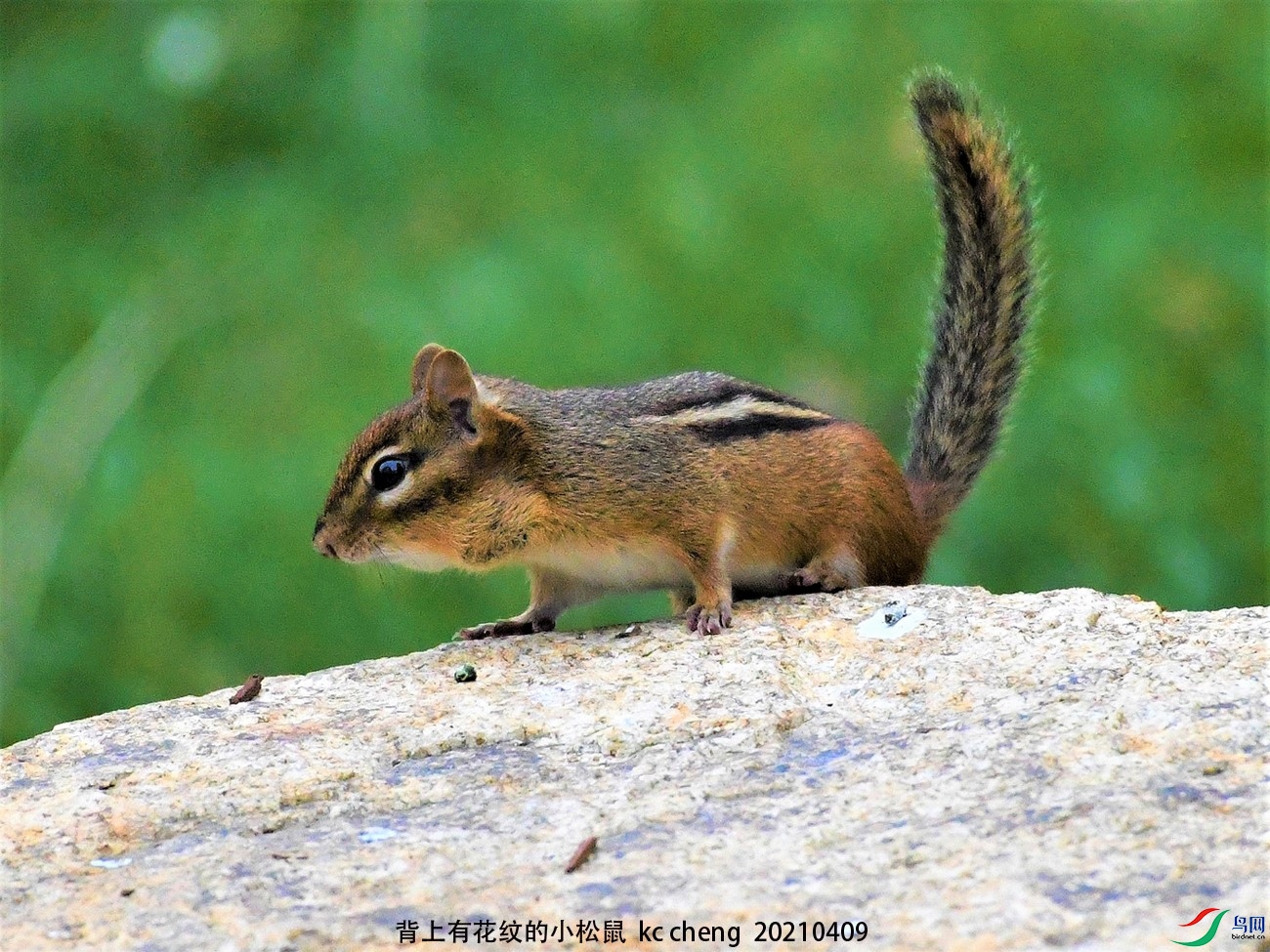 背上有花纹的小松鼠