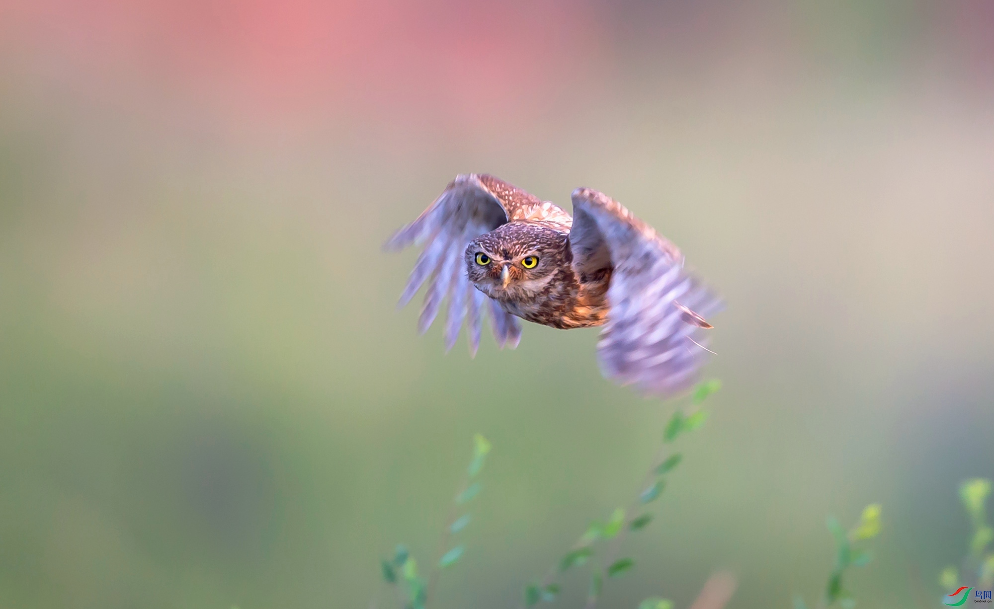 ���Ƹ�С�^