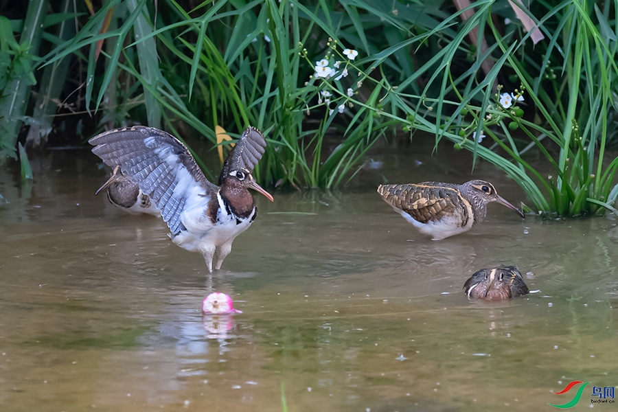 DSC_9971_DxOa.jpg