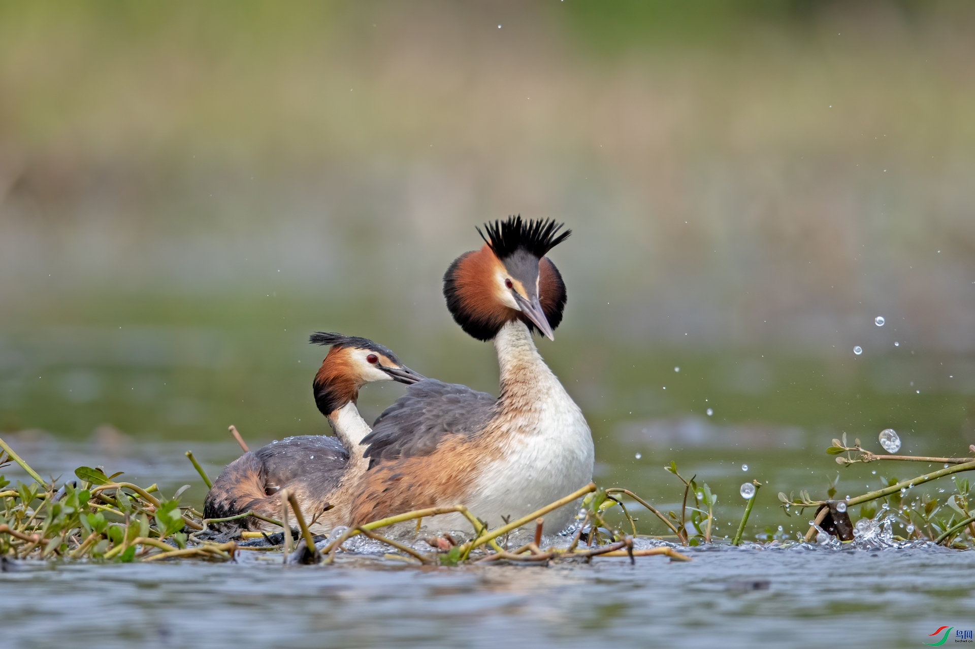 激情之后凤头鸊鷉