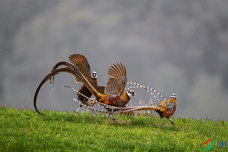 �׹ڳ�β����������