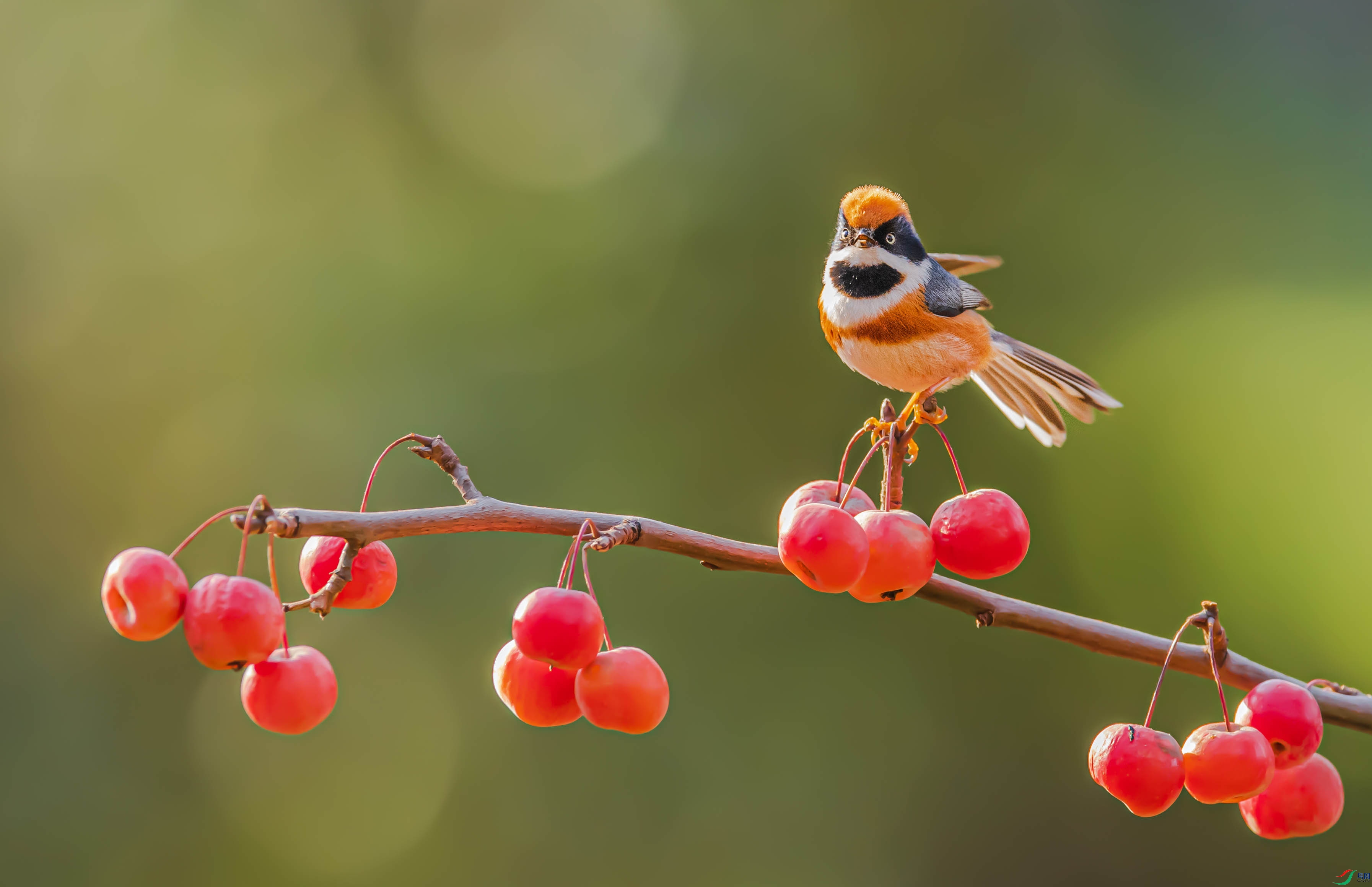 《留一些春光在枝头》