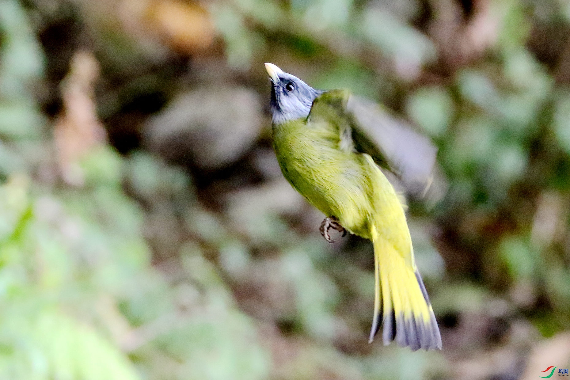 IMG_2743czx.jpg