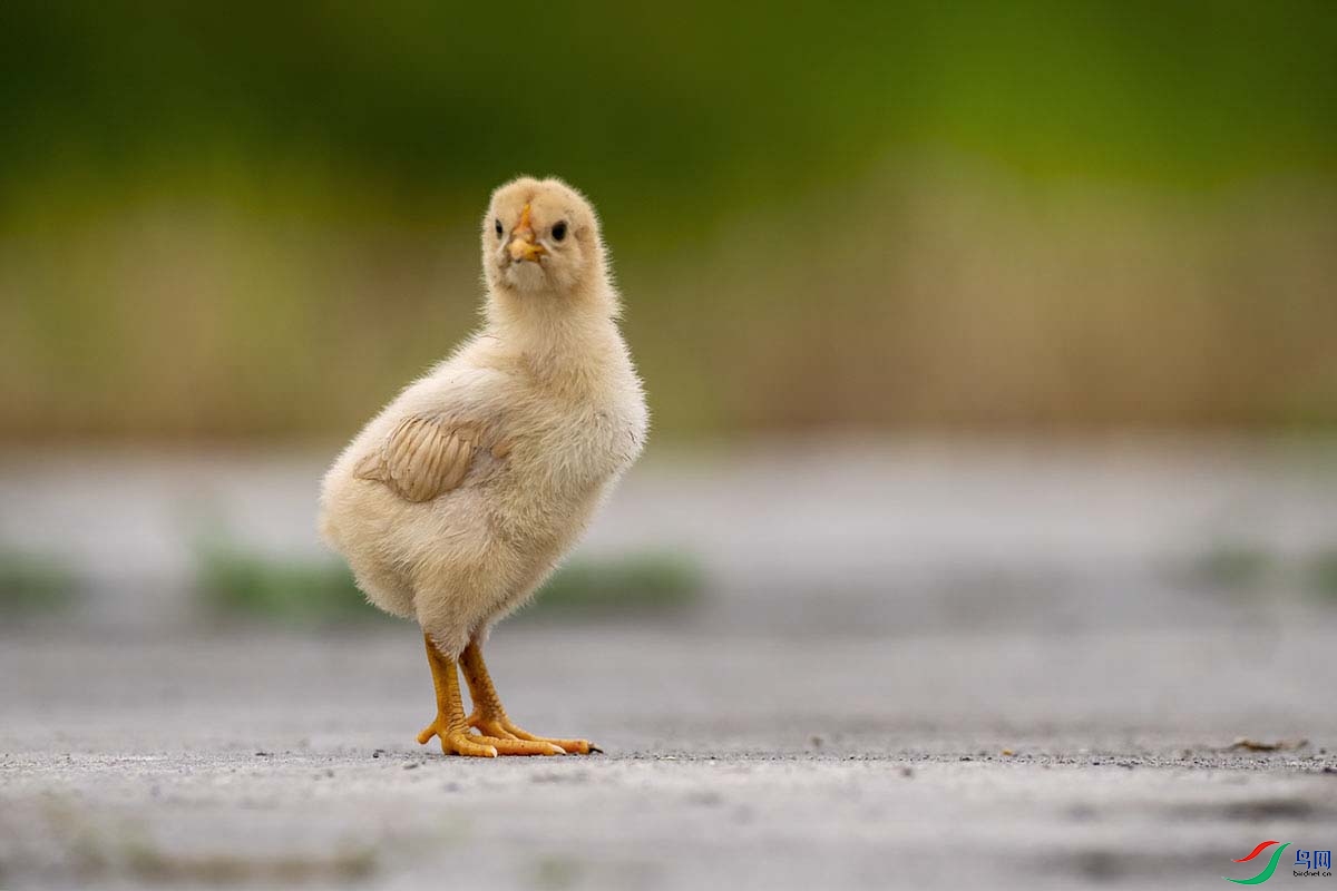 _DSC0915 - ����.jpg-.jpg