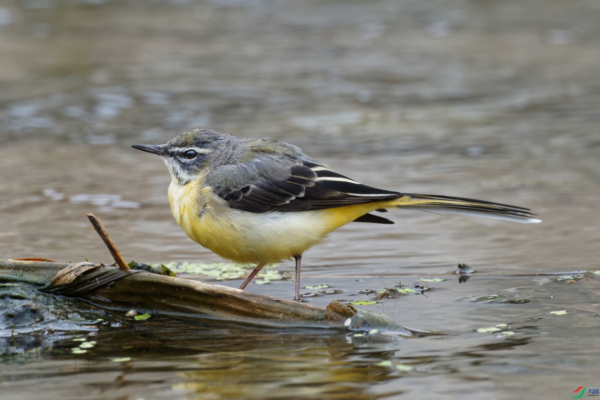 P4040015_DxO-d2.jpg