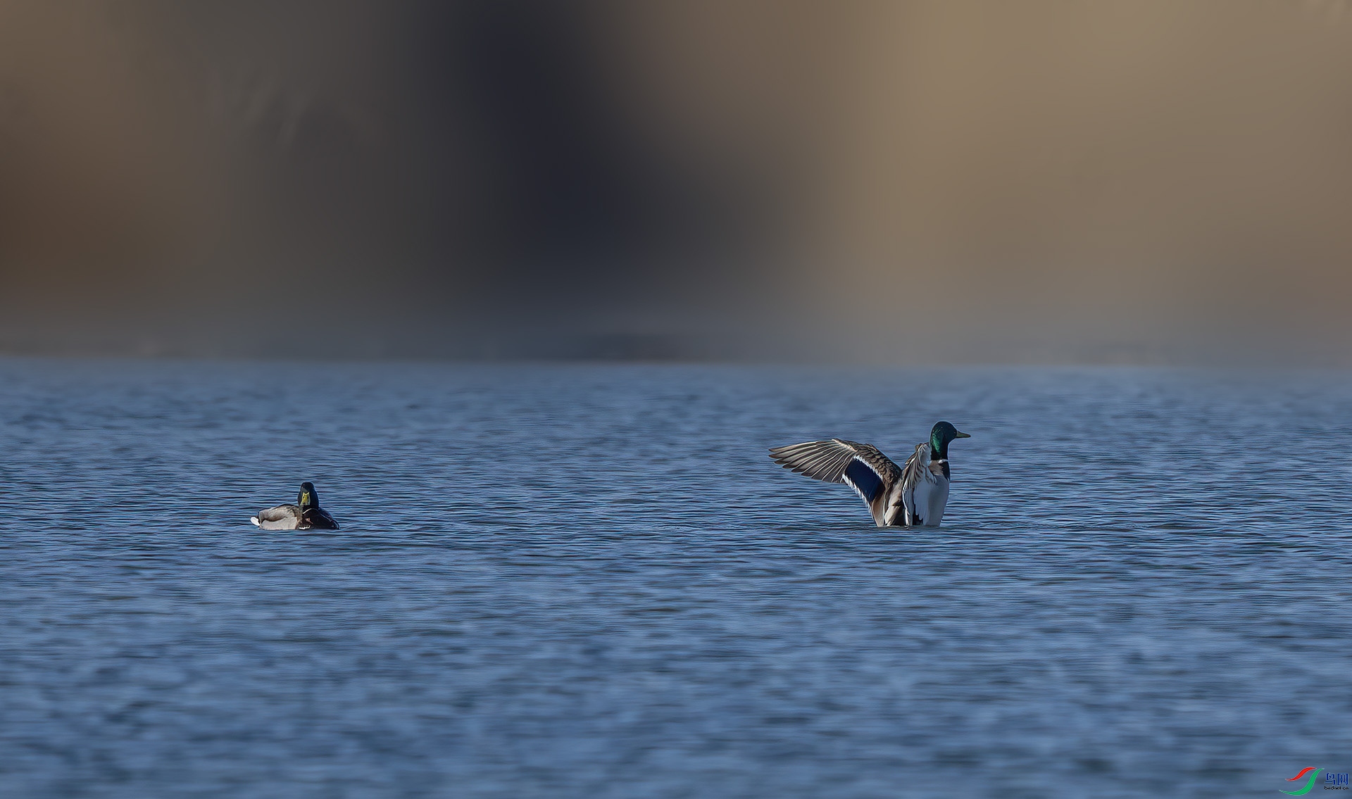 DSC_4715-DeNoiseAI-clear-2.jpg