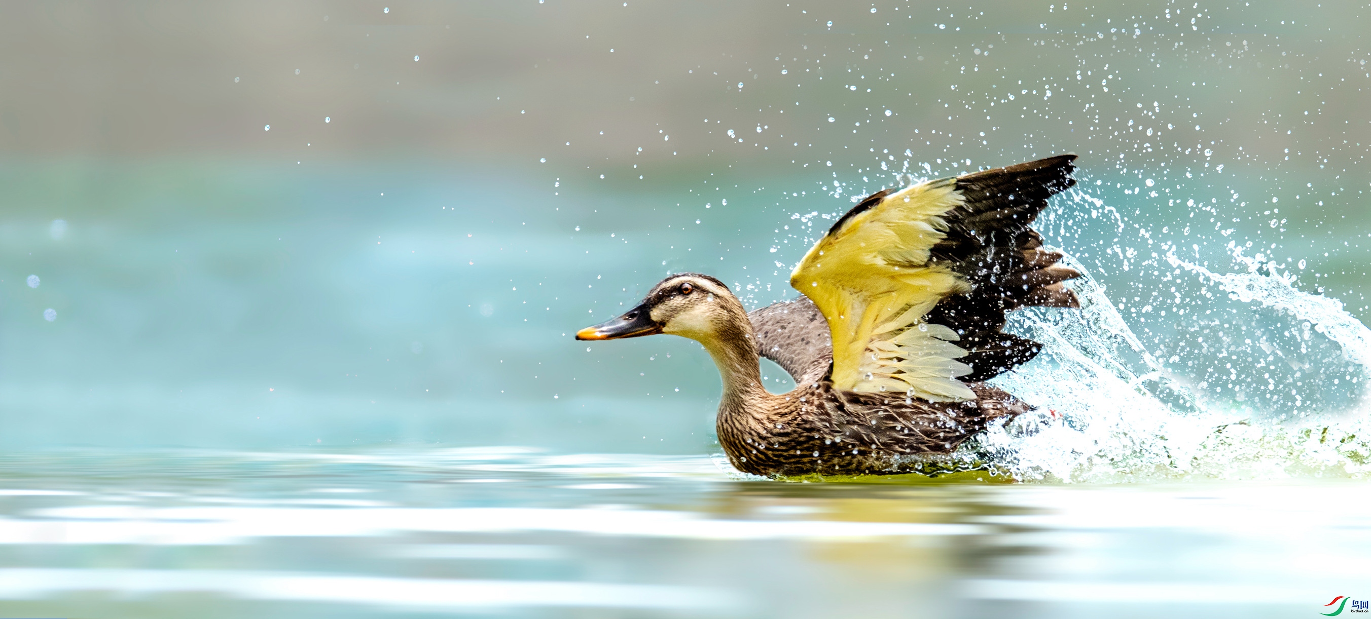 中国鸟网文化讲野生鸟类故事之一