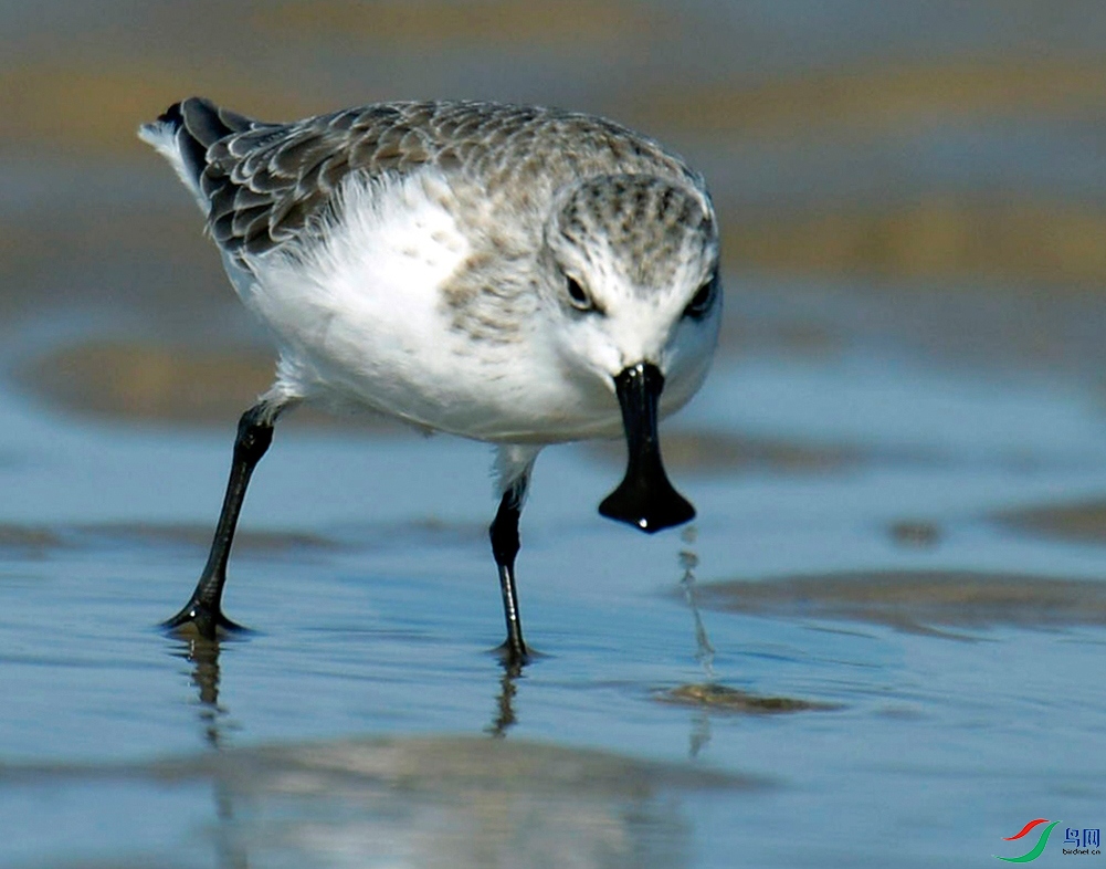 [水鸟] 全球珍稀极危鸟--勺嘴鹬