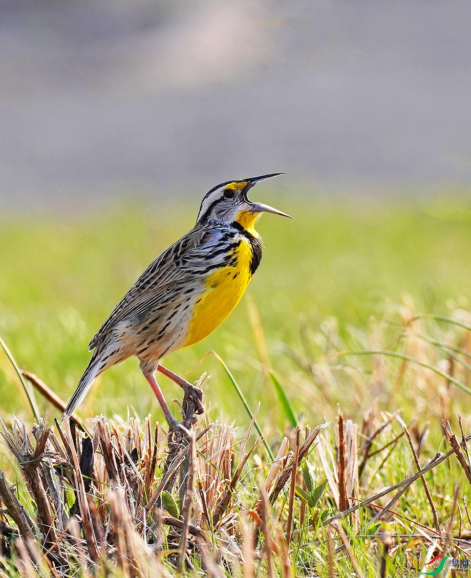 白灵鸟从蓝天飞过meadowlark