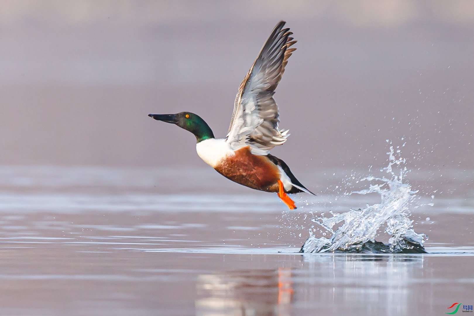 一飞冲天祝贺本版佳作