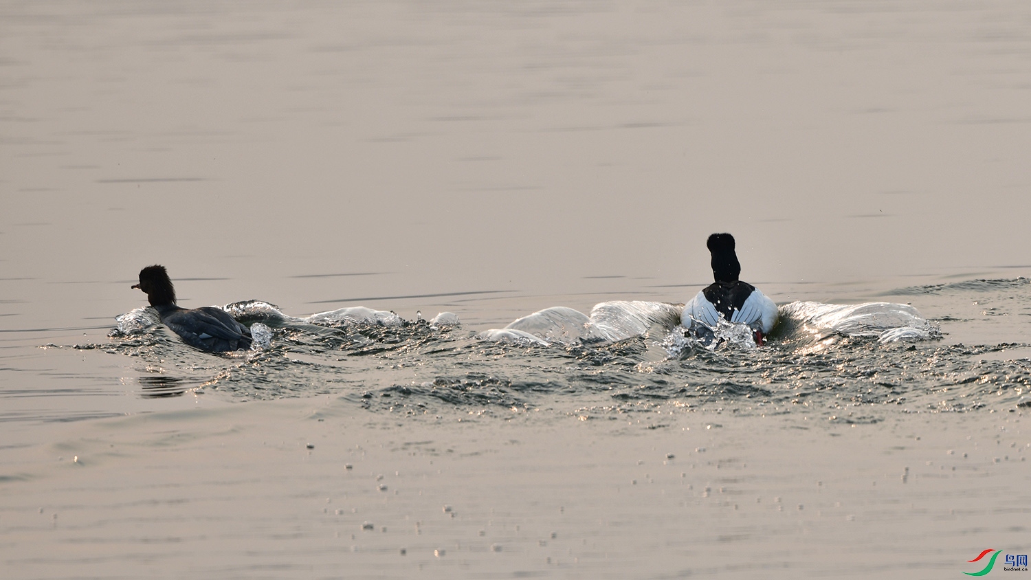 DSC_3383.jpg