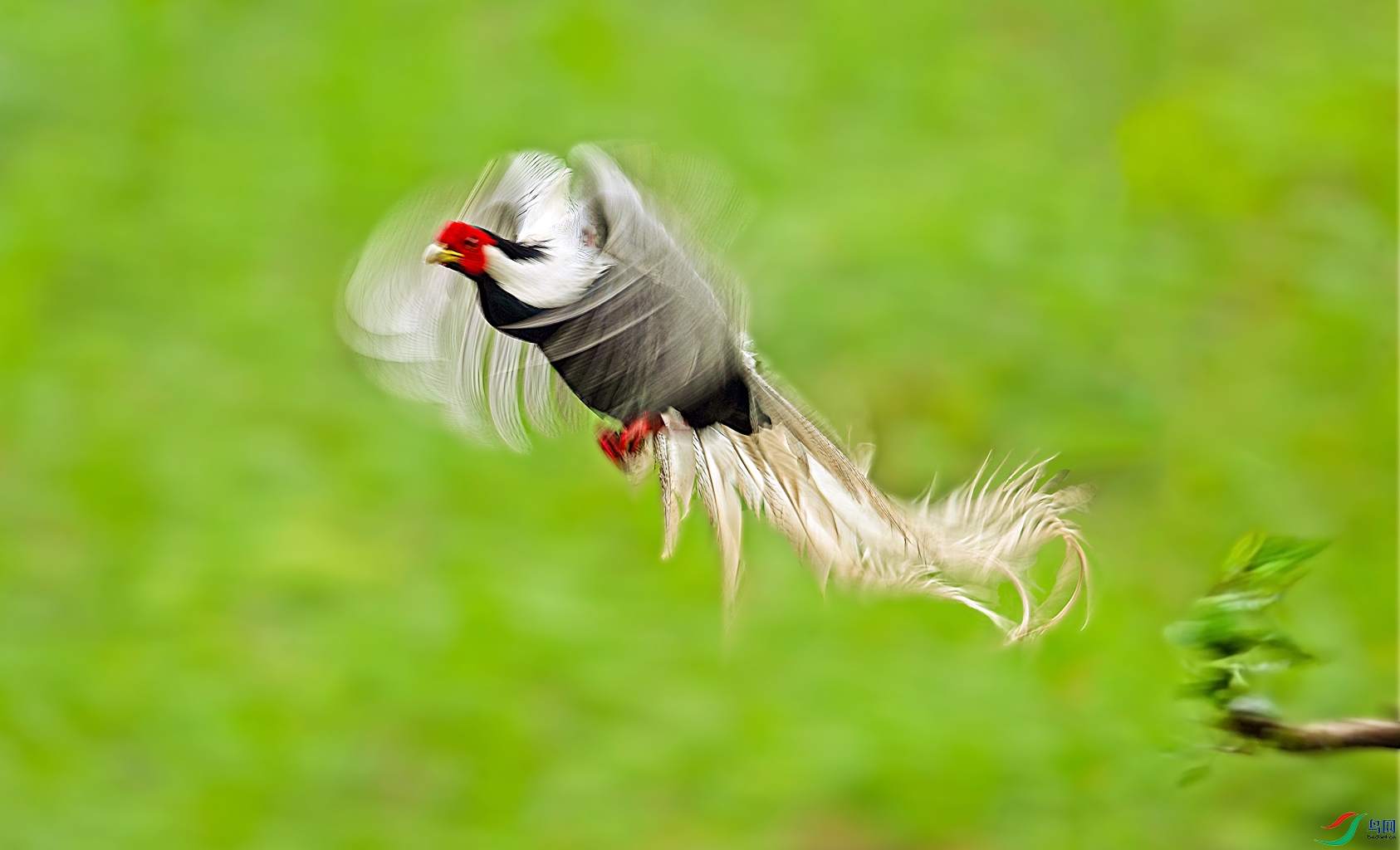 [林鸟] 小旋风---恭贺老师荣获首页精华!