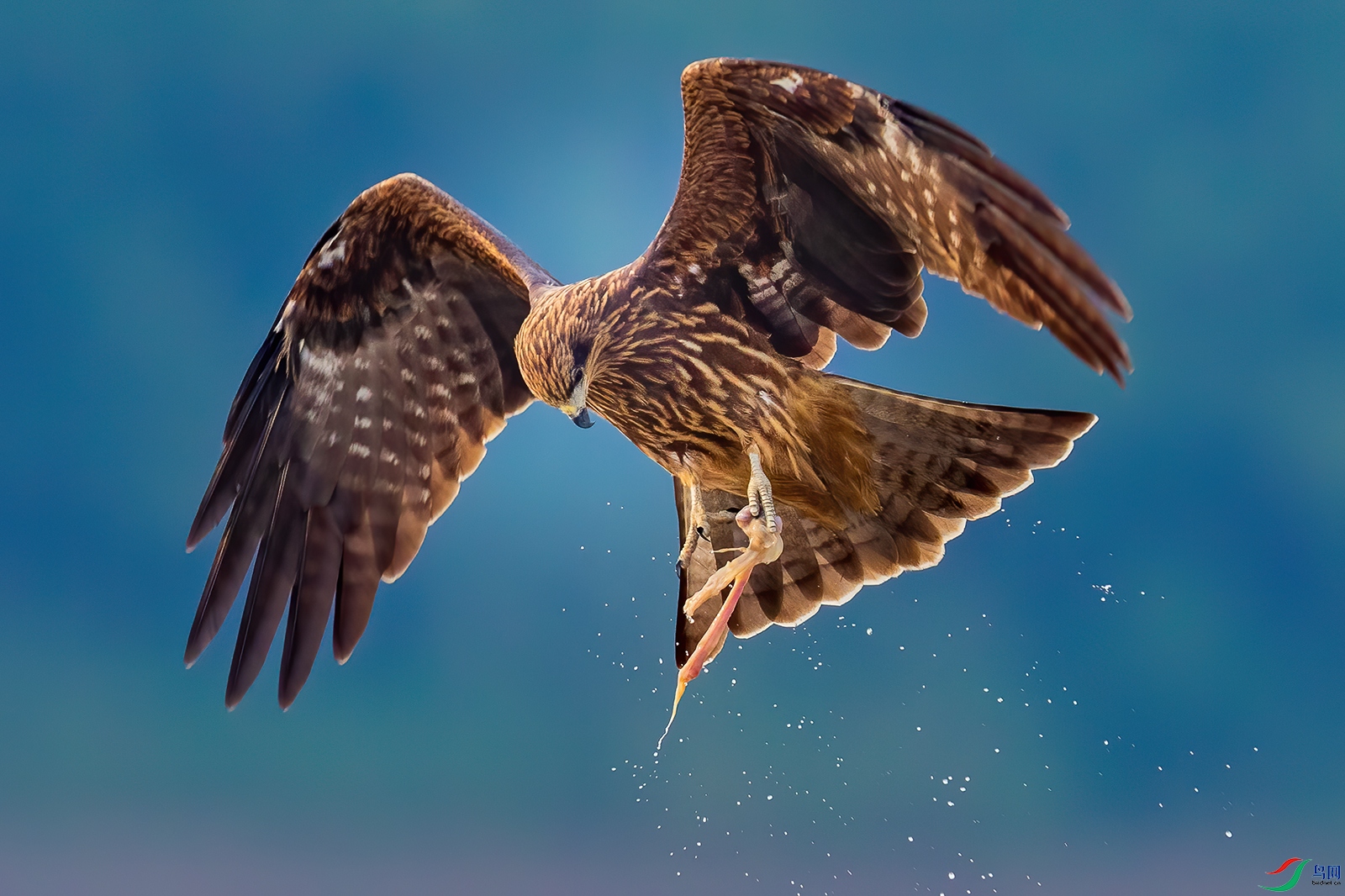 1DX_5312-1.jpg