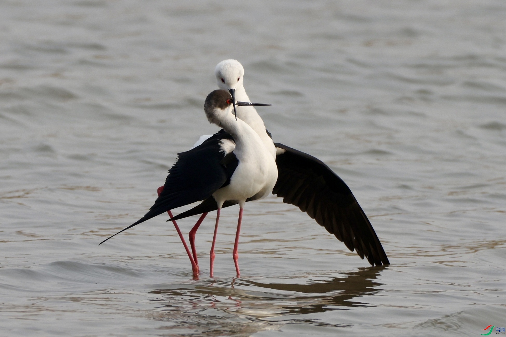 秀恩爱的黑翅长脚鹬