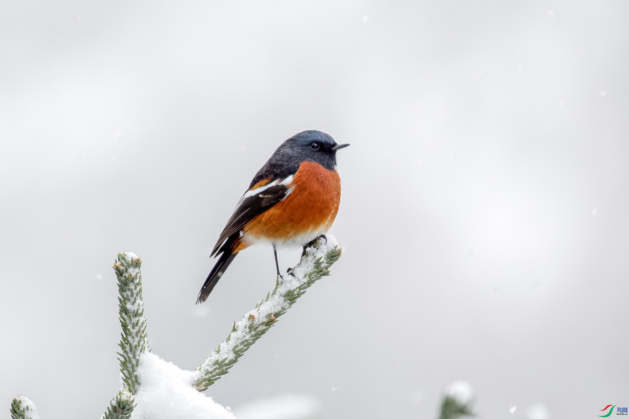 雪中小鸟