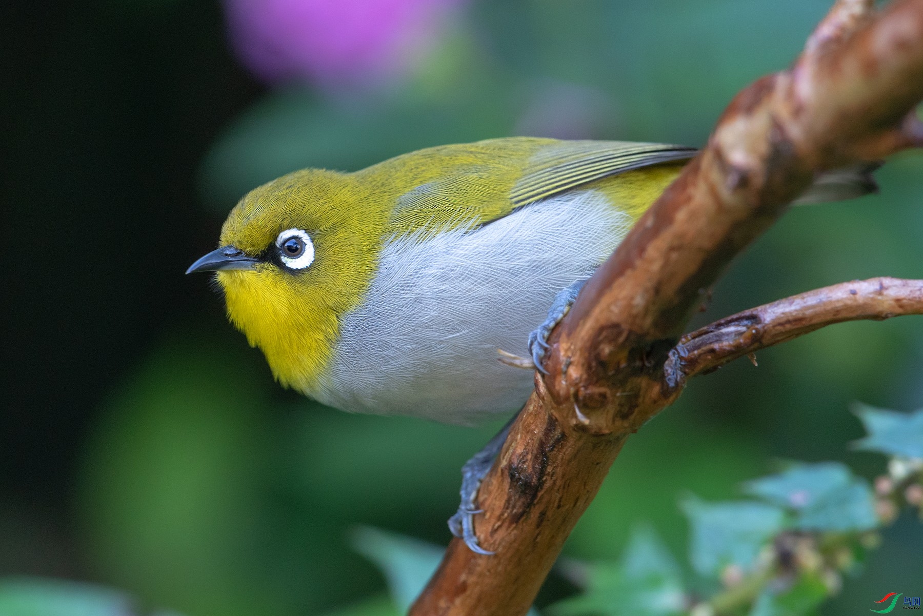 求教如何区分灰腹绣眼鸟和暗绿绣眼鸟