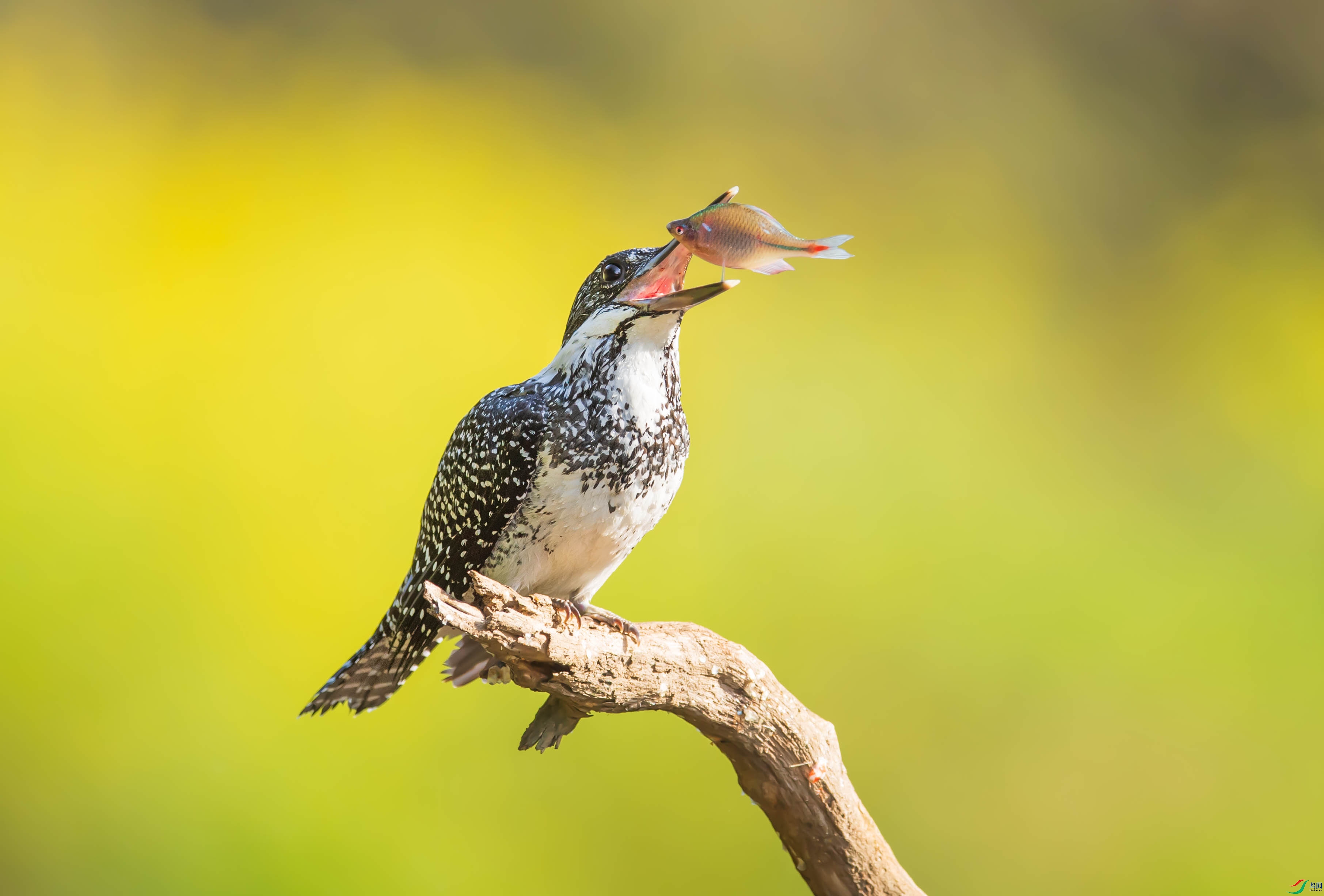 DSC_2119-1.jpg