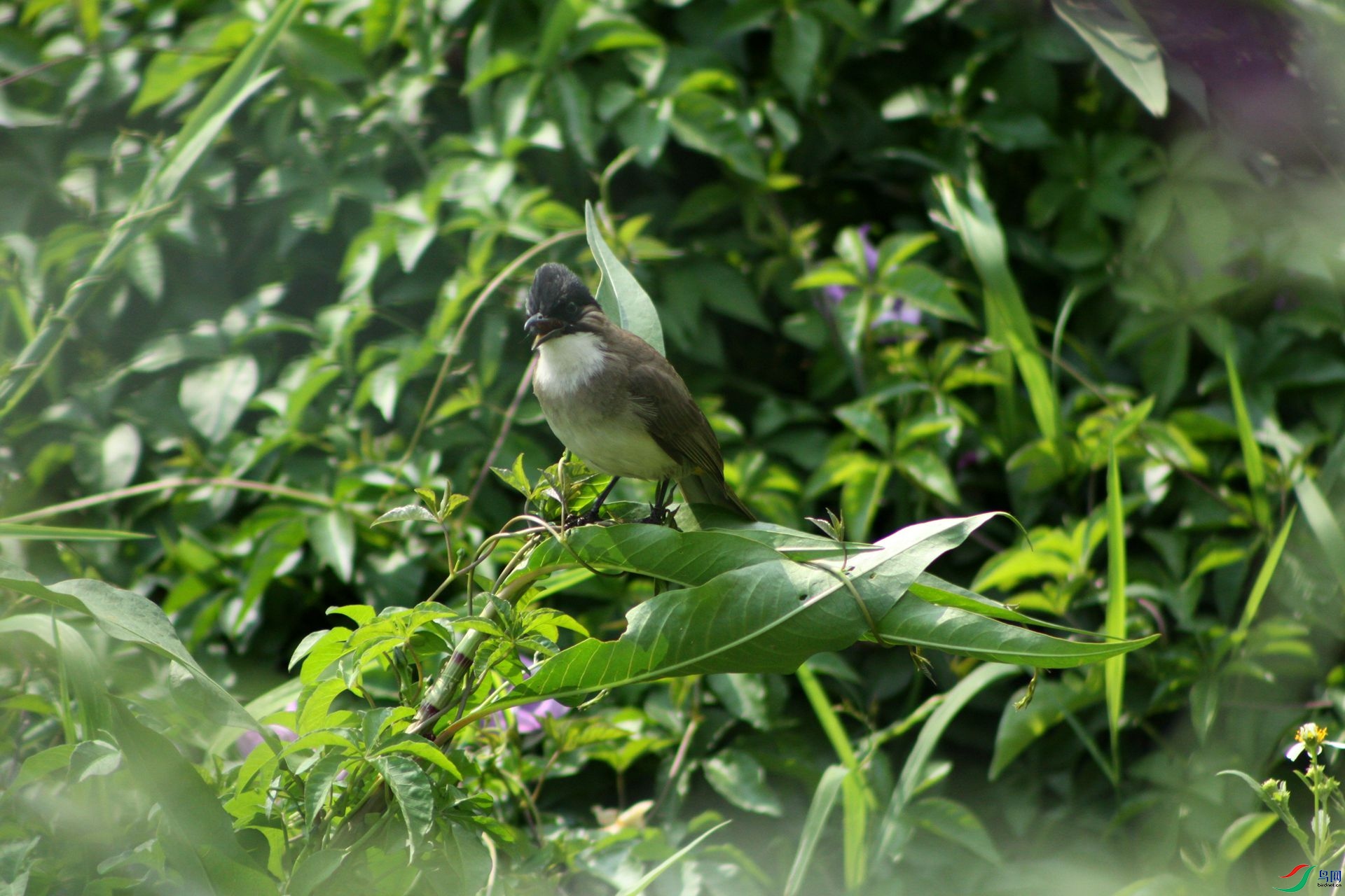 小鸟《黑头姑》
