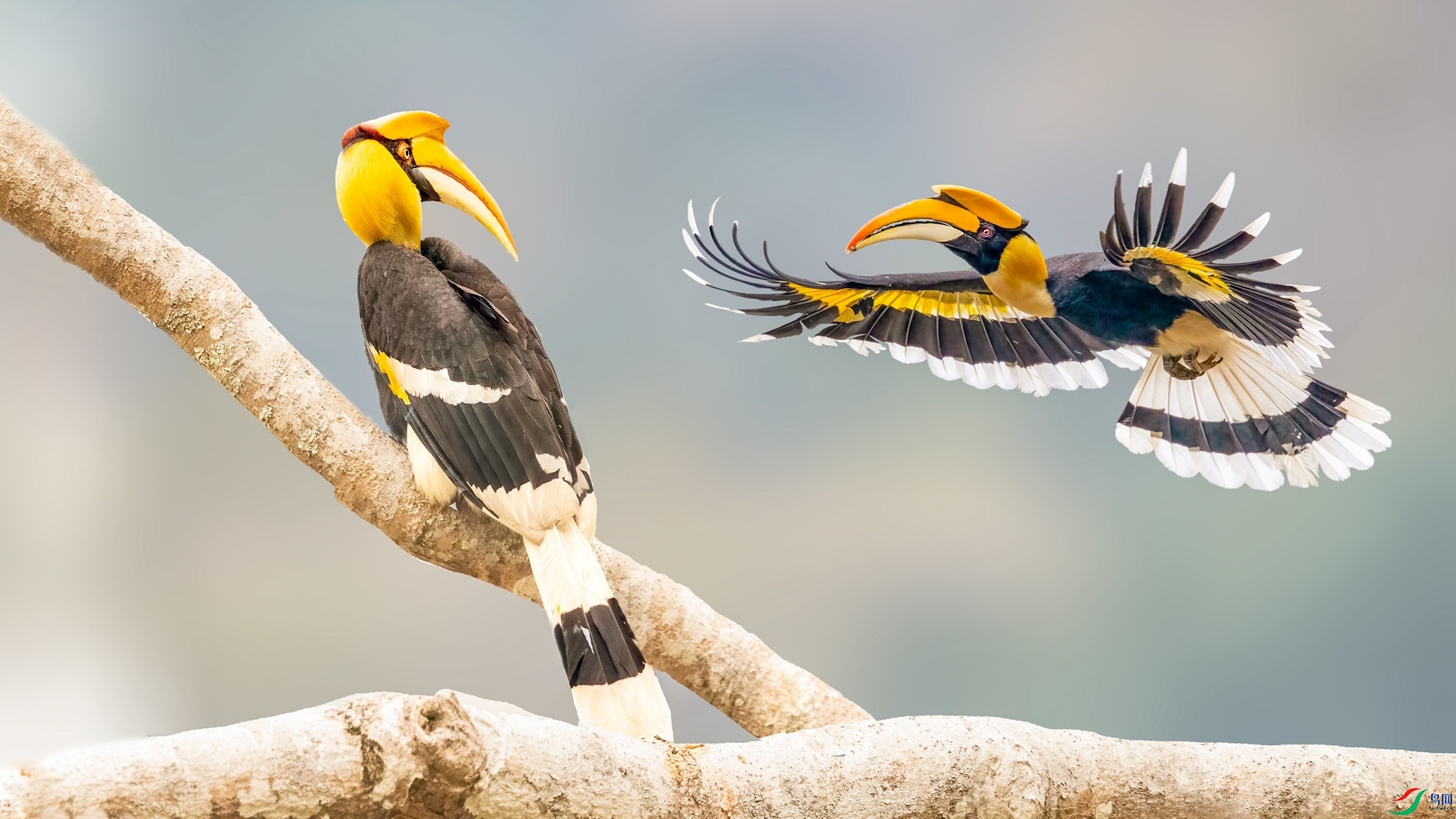 双冠犀鸟(荣获首页精华)