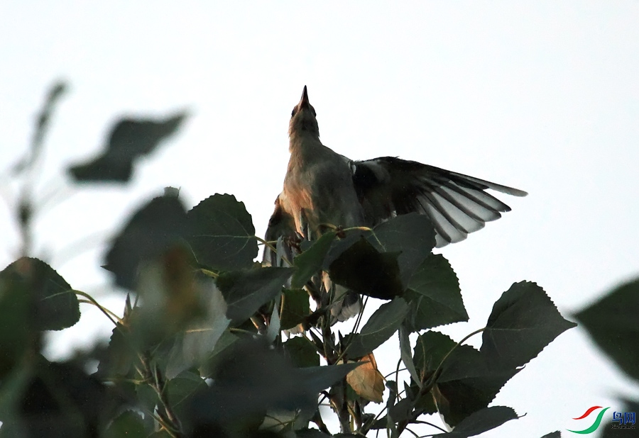 IMG_0529-1.jpg