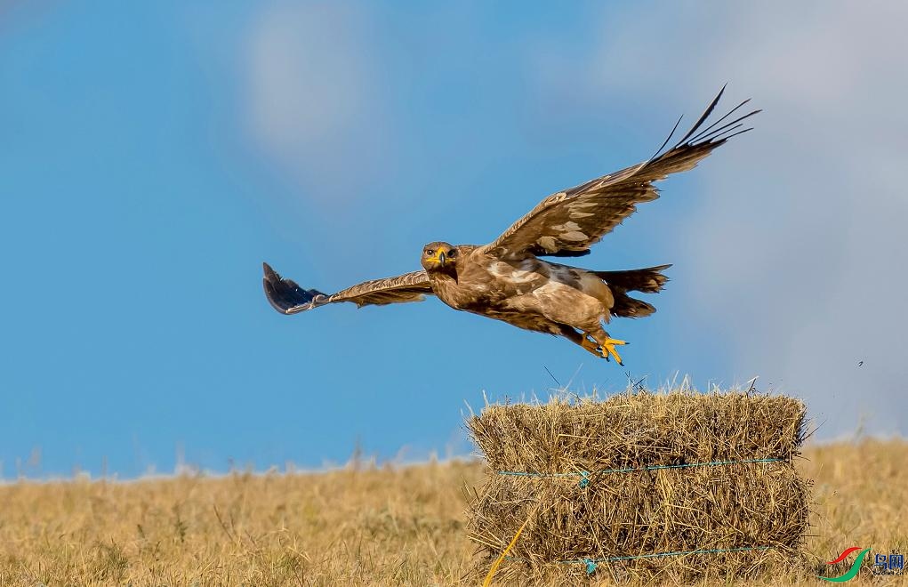 ��ӯ������