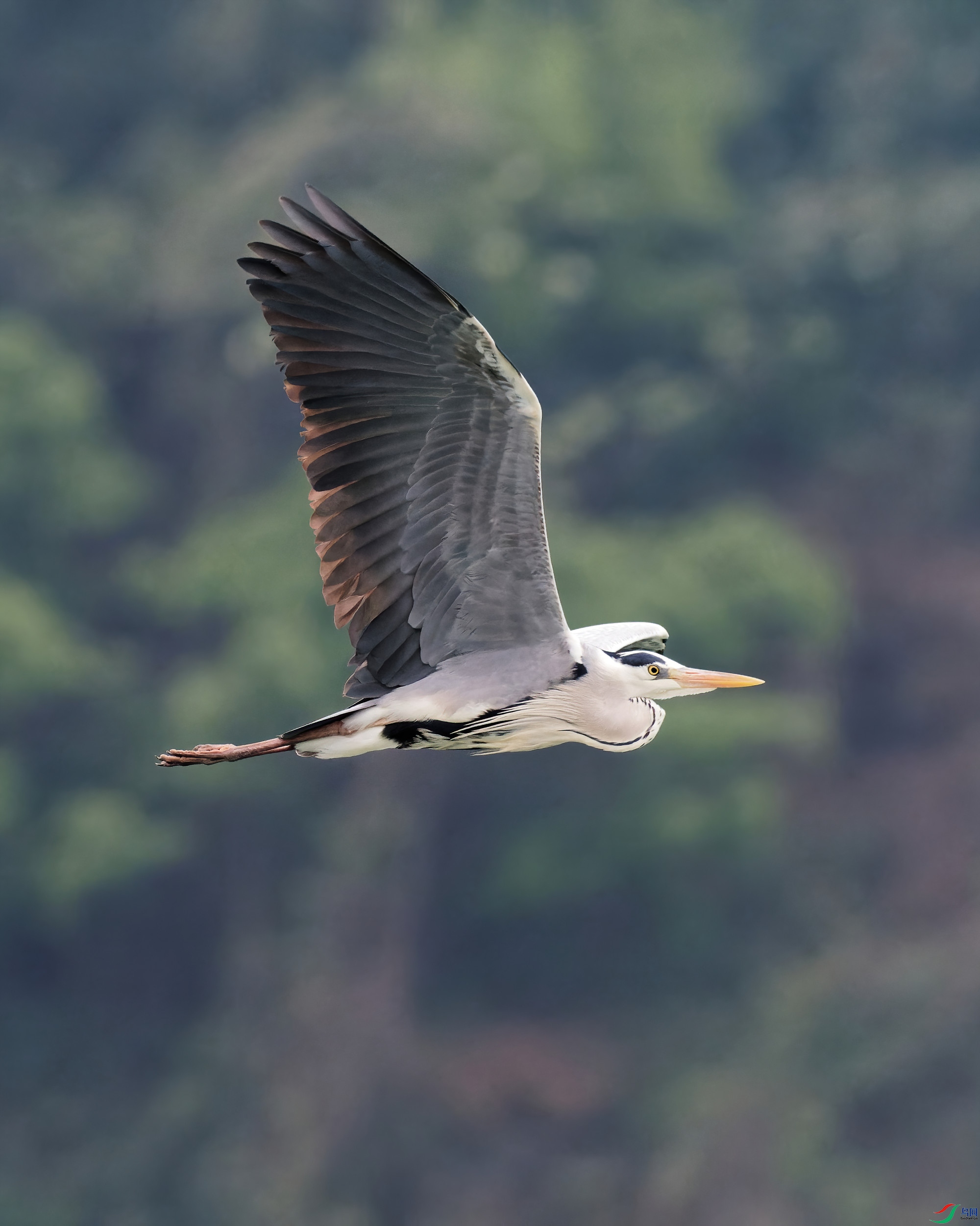 P4130236_DxO-d2.jpg