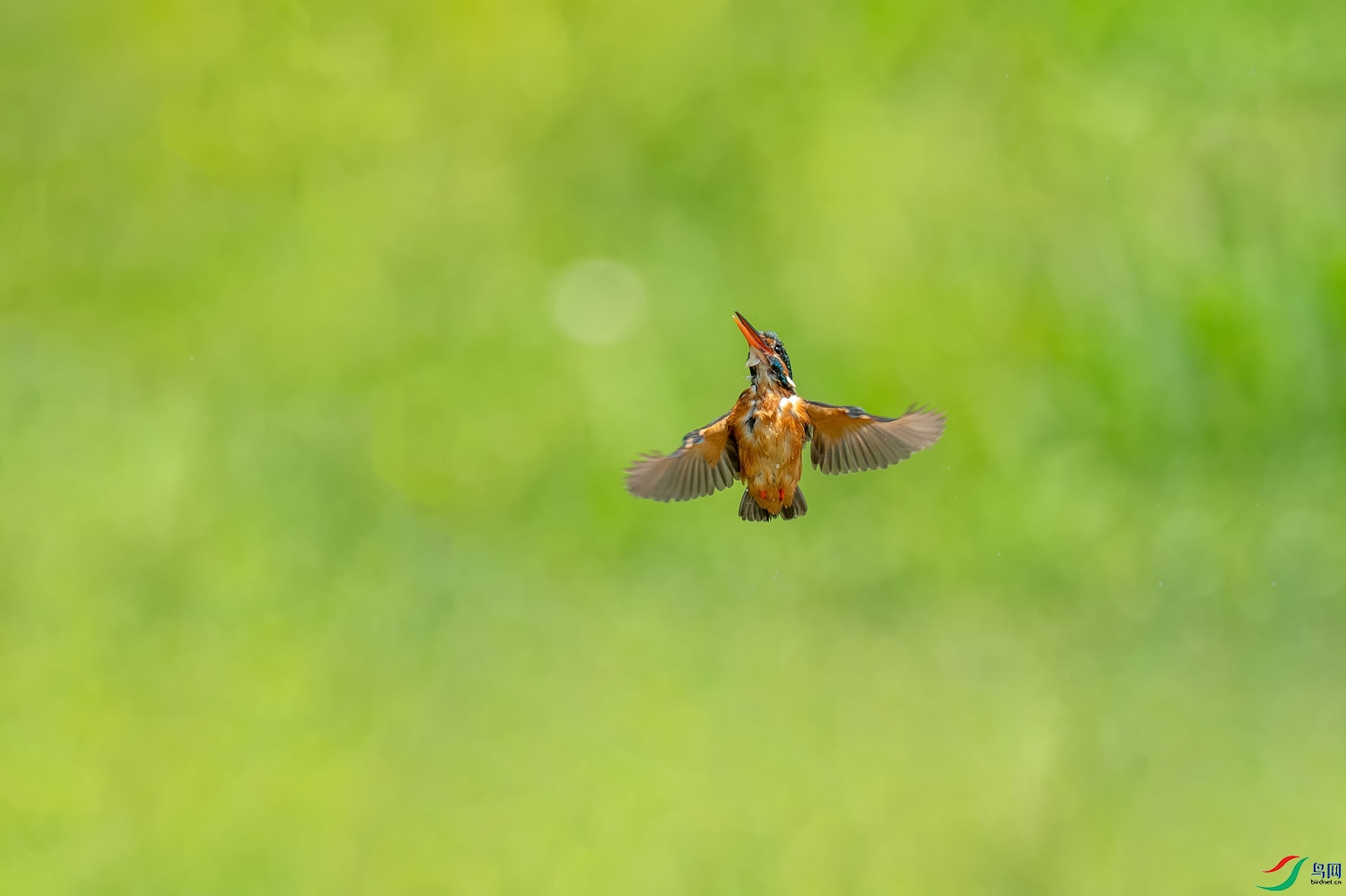 A9D01912a.jpg