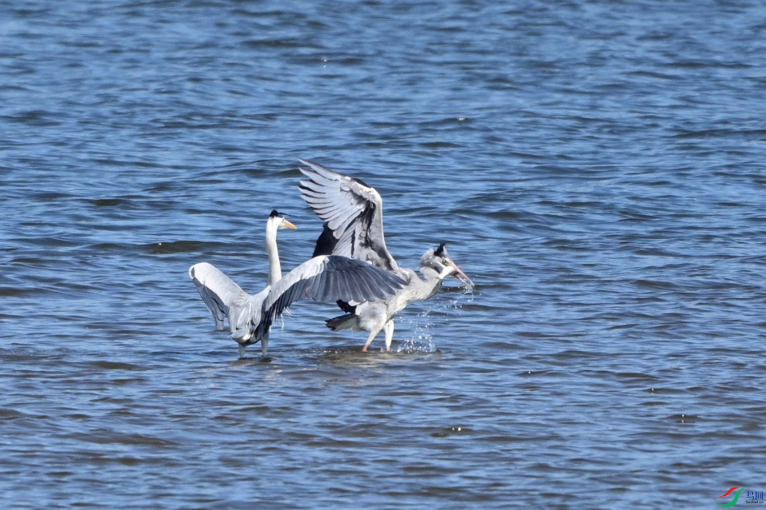 DSC_7631.jpg