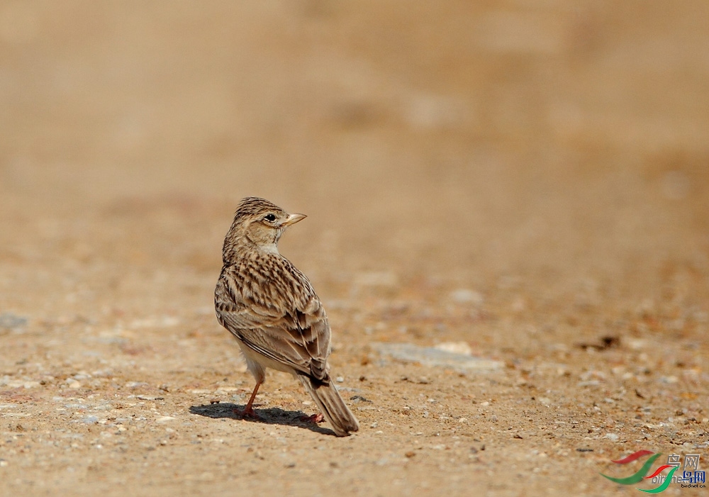 五更鸡  老师拍摄于山东省潍坊市昌邑市.jpg