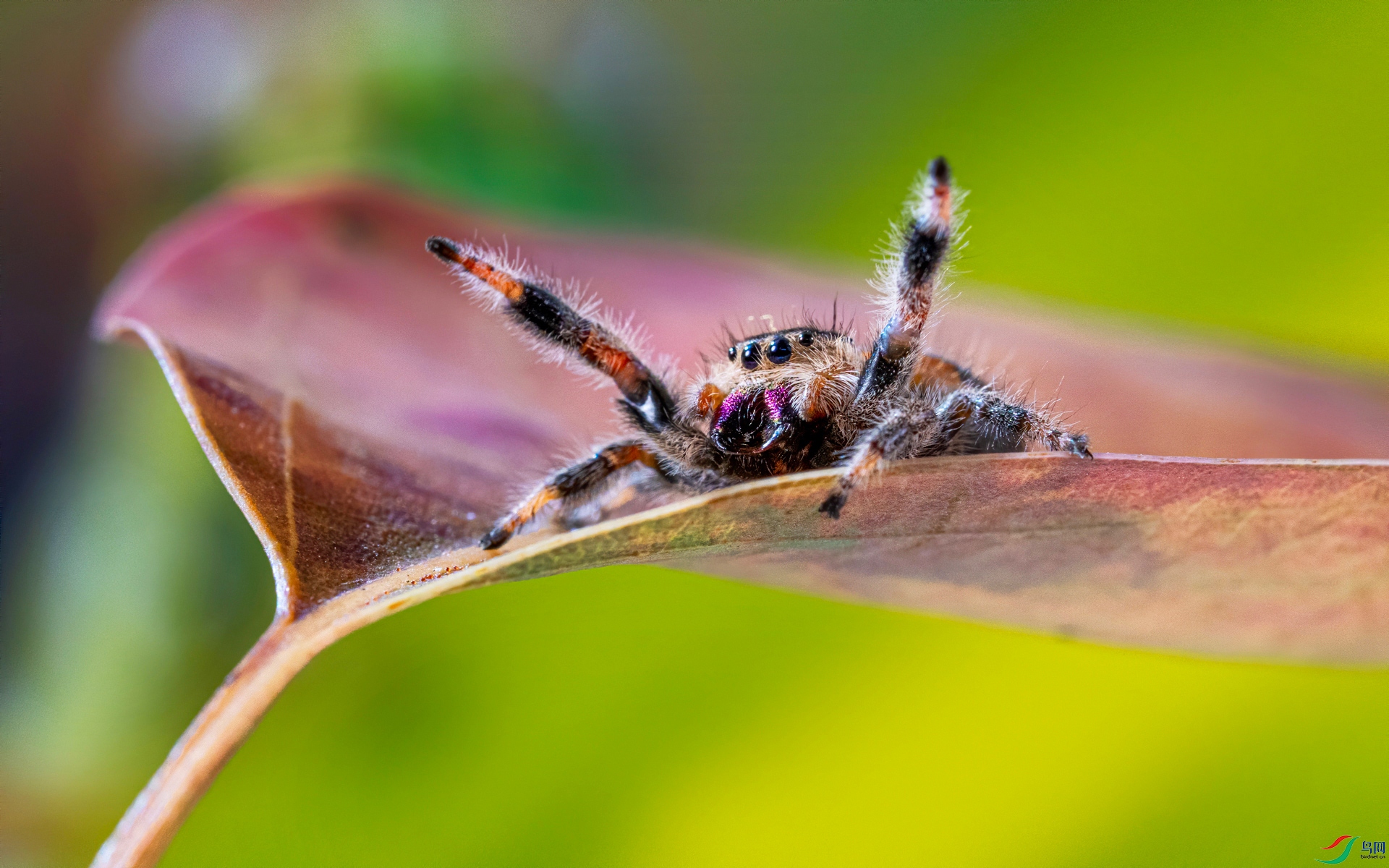 跳蜘贺获首页精华
