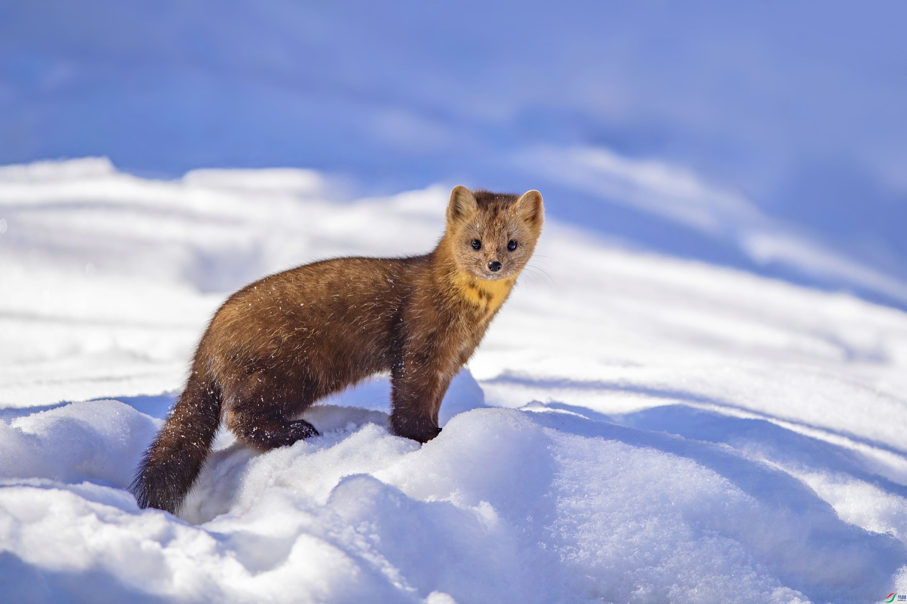 雪原精灵祝贺荣获首页动物精华