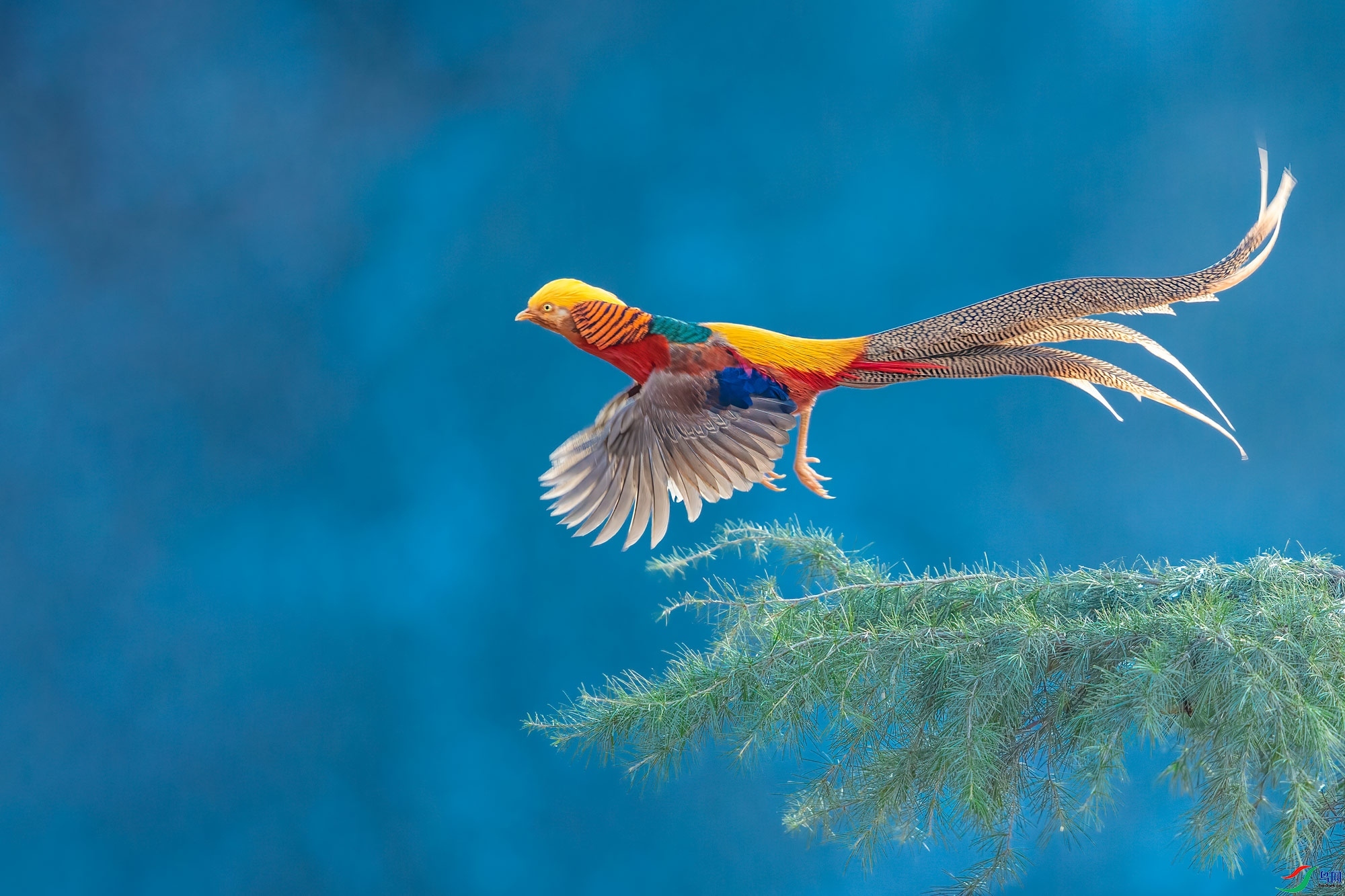 h火车头老师作品----红腹锦雉  荣获2021年4月13日  鸟类精华!jpg