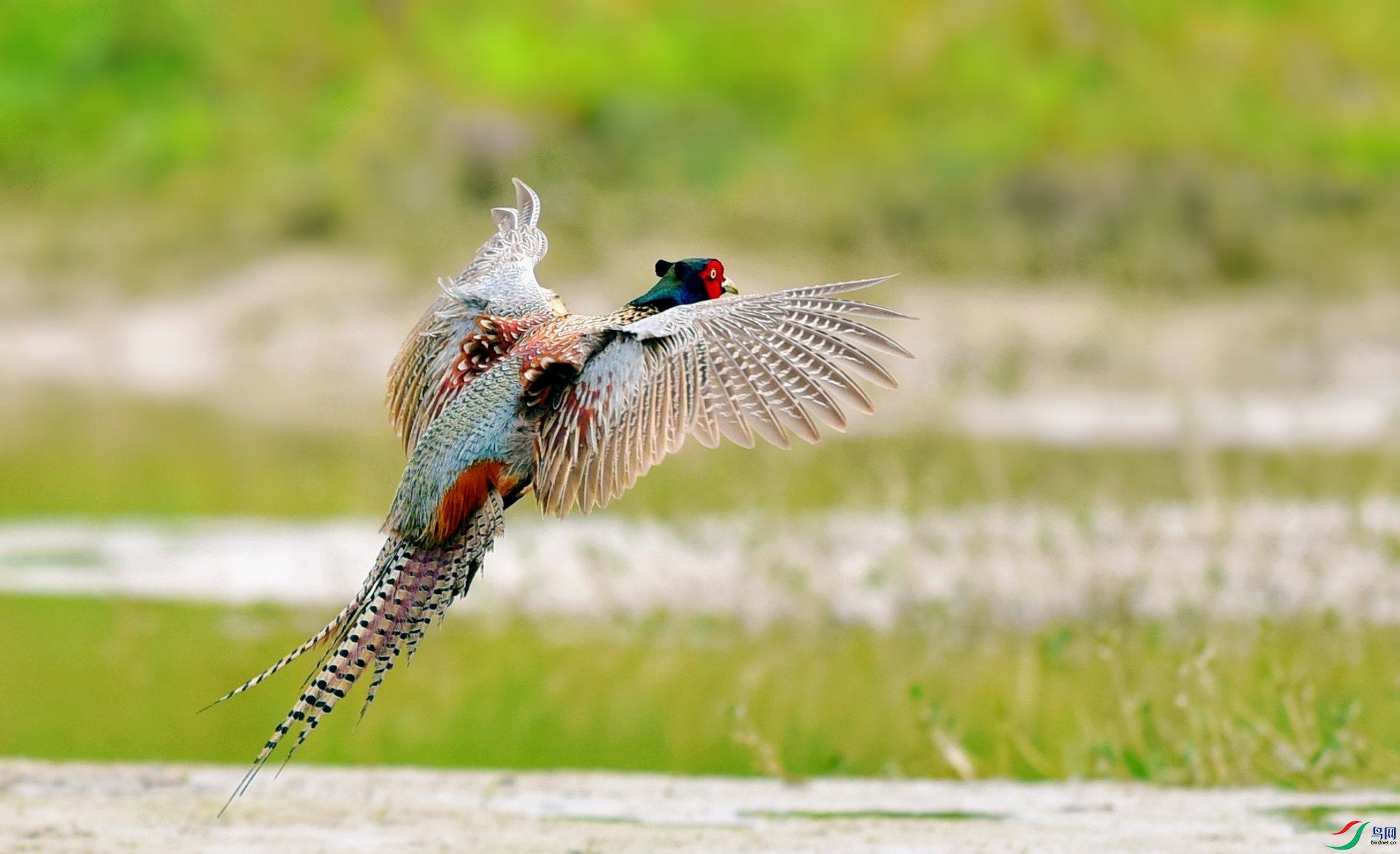 DSC_8891_conew4.jpg