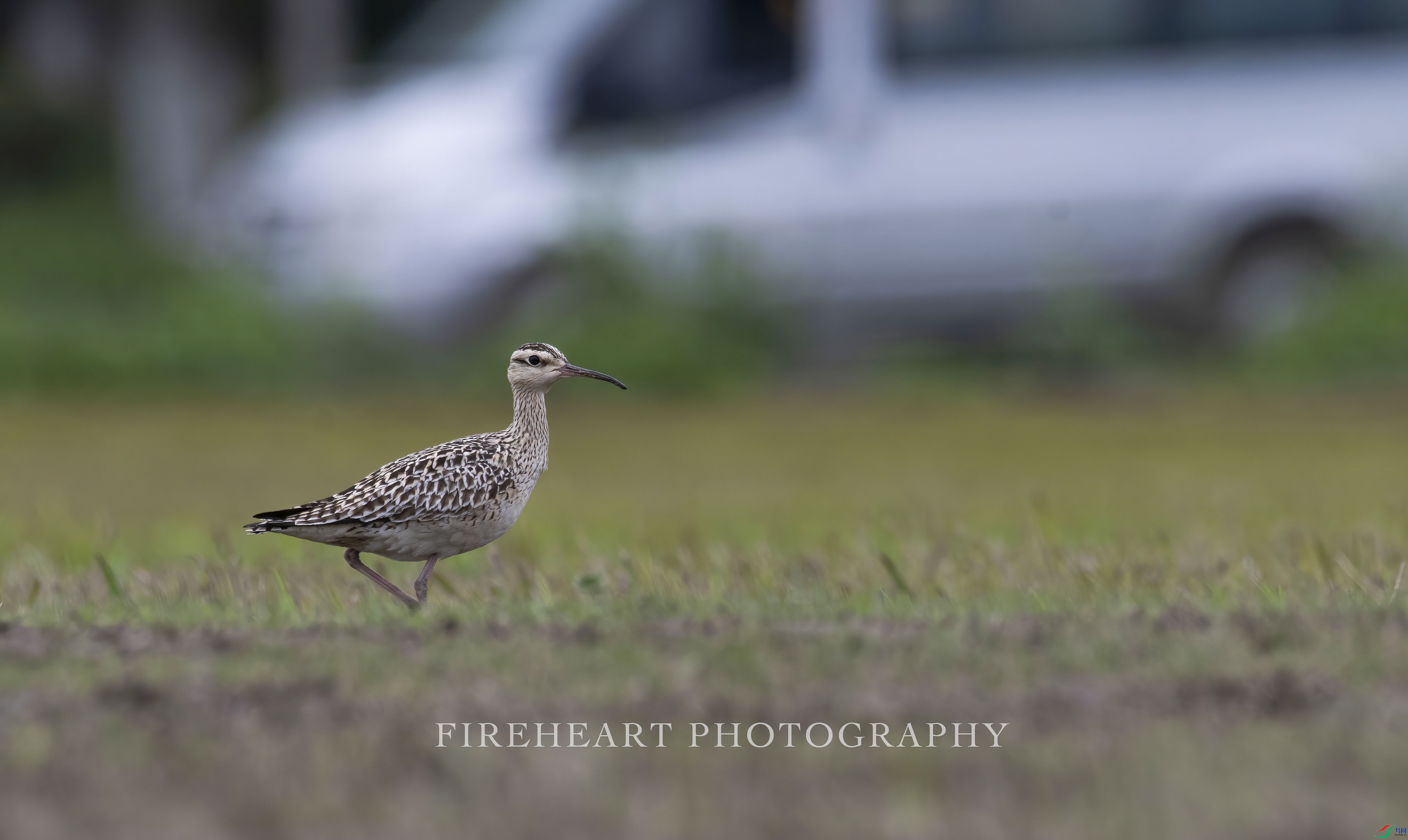 DSC_0750-DeNoiseAI-denoise.jpg
