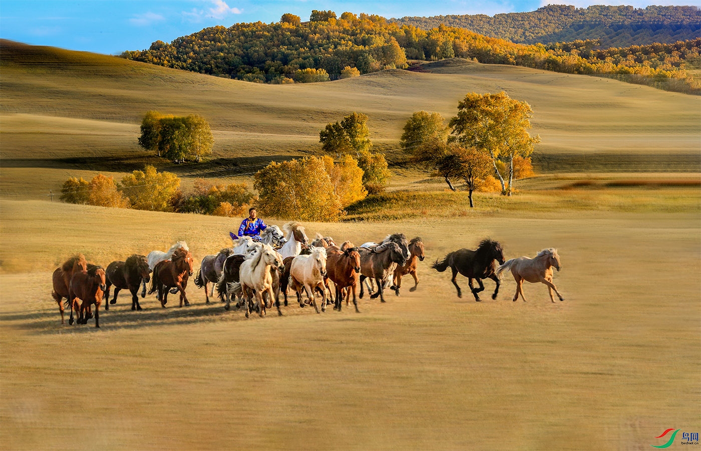 草原奔马,(祝贺吉林大漠胡杨老师荣获首页综合精华)